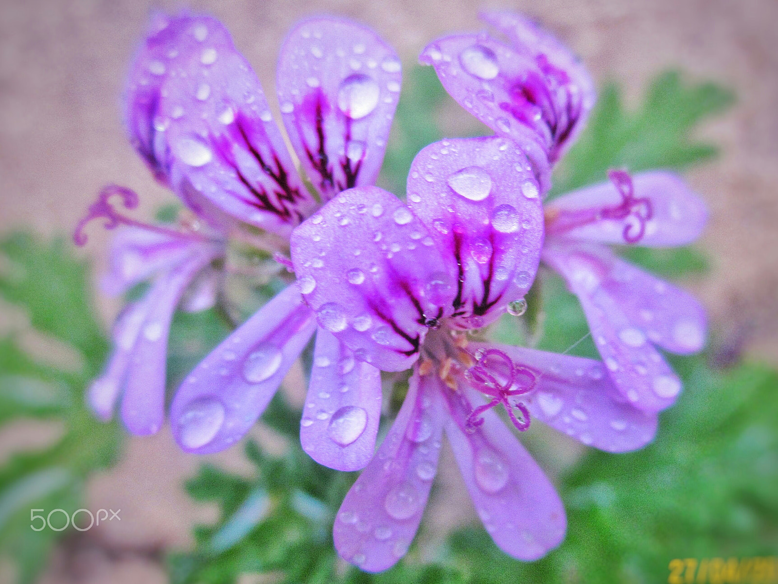 Canon PowerShot A1200 sample photo. Purple flowers  photography