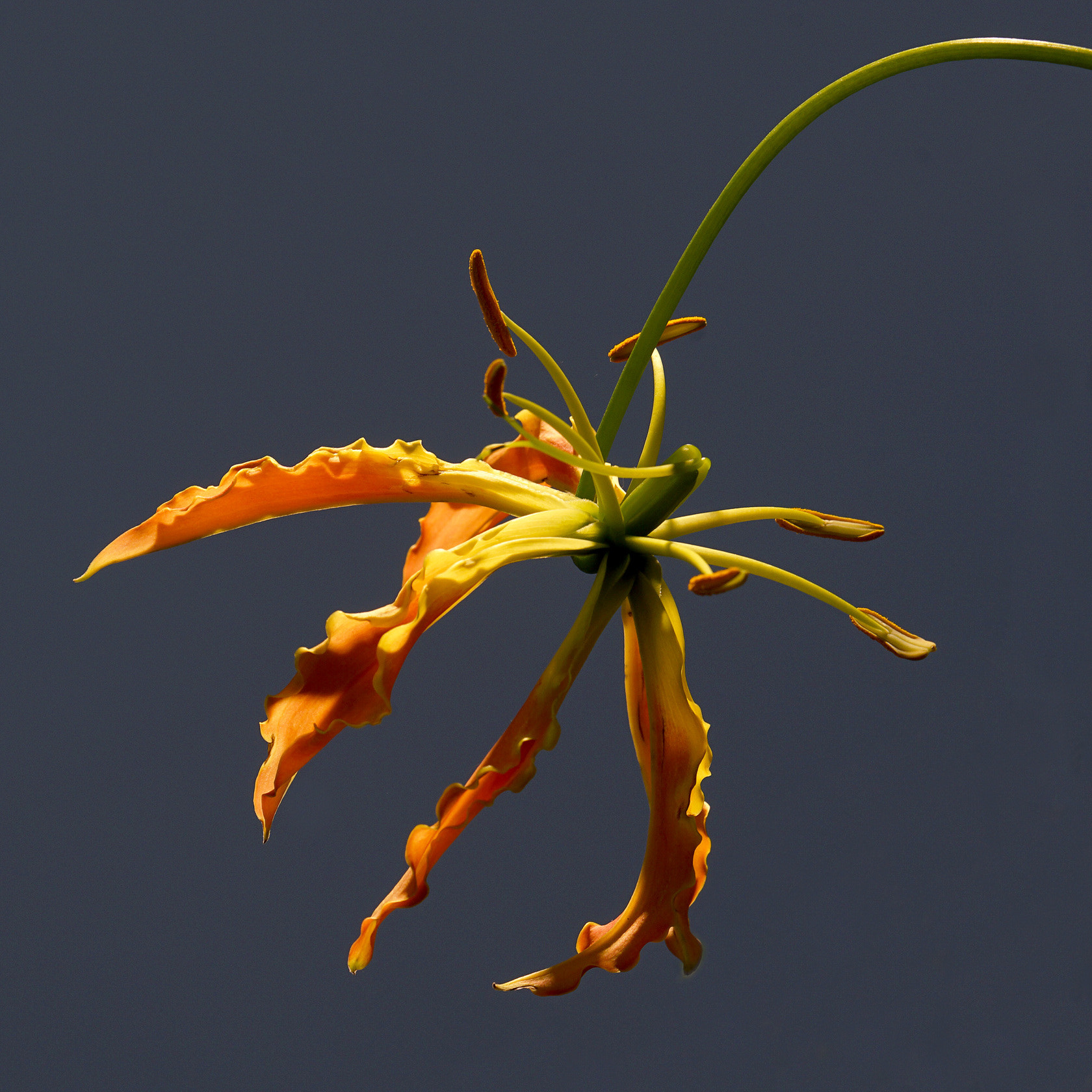 Sony 70-400mm F4-5.6 G SSM II sample photo. 【原摄】舞动的石蒜花 photography