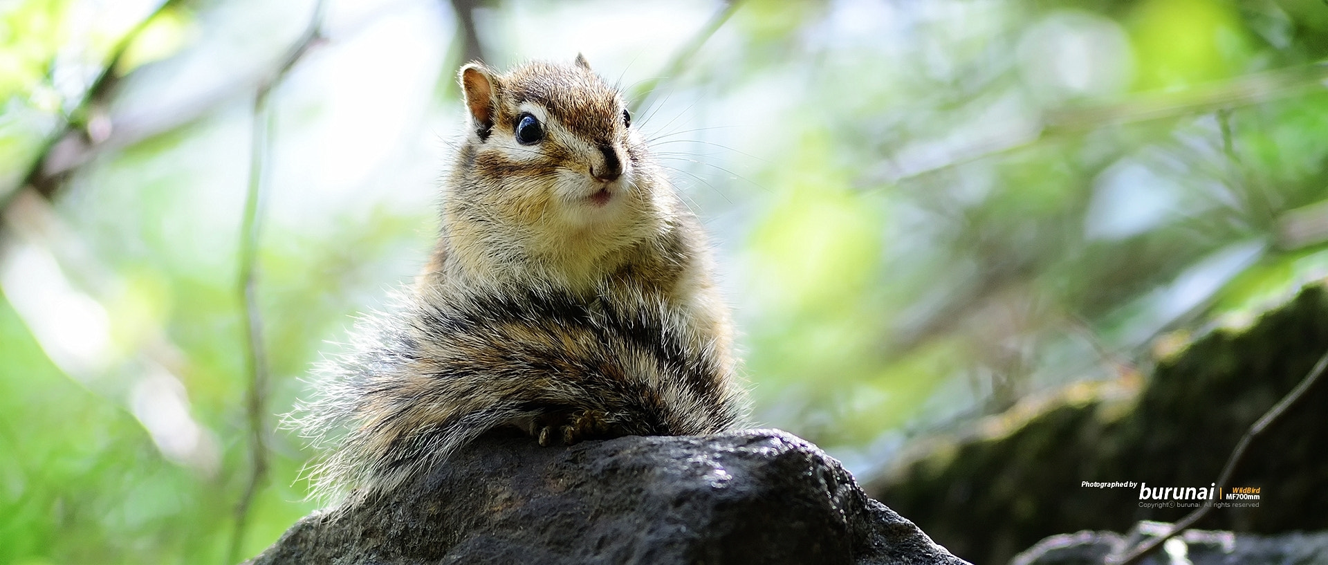 Nikon D800 + Nikkor 500mm f/4 P ED IF sample photo. Asiatic chipmunk photography