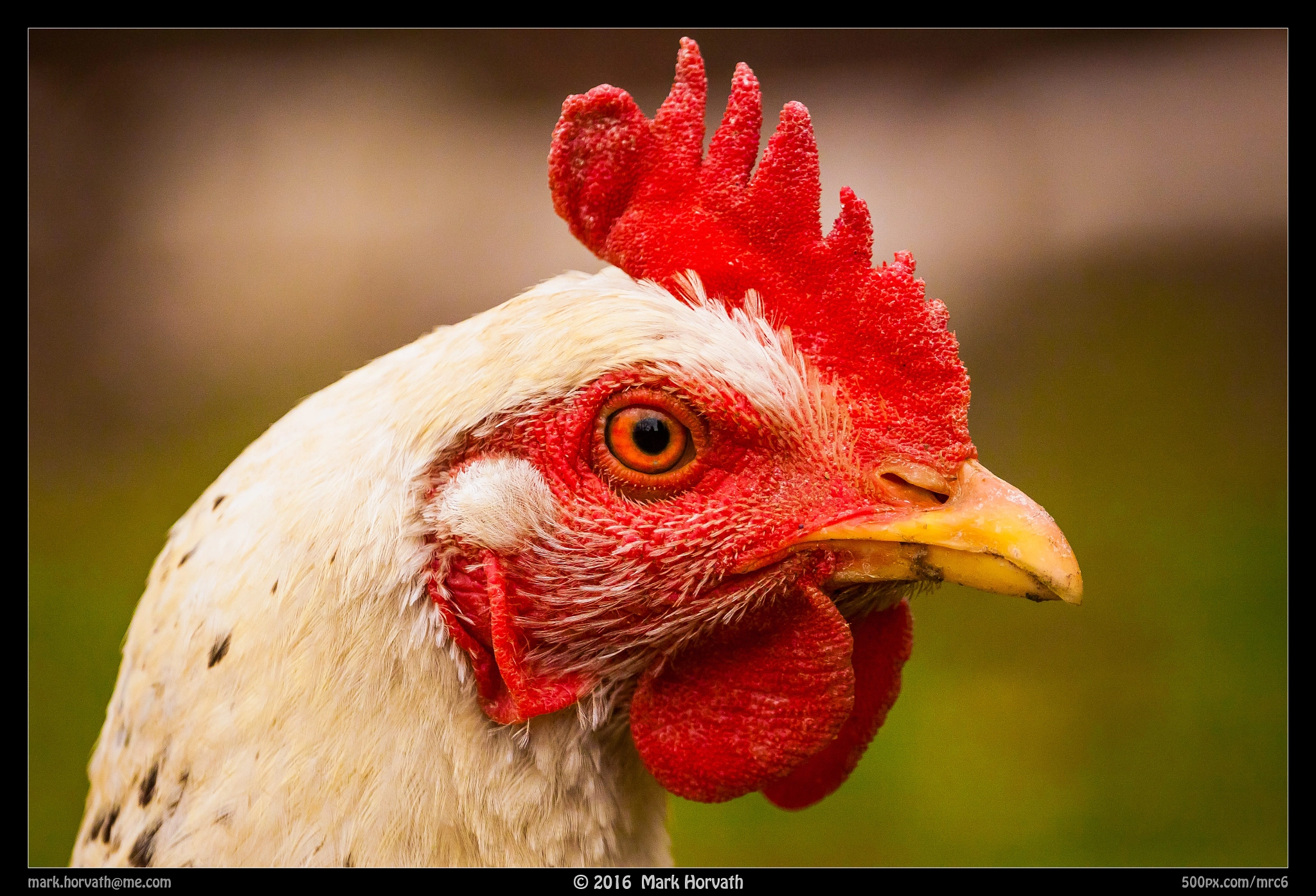 Canon EF 70-200mm F4L USM sample photo. Princess ludmilla photography