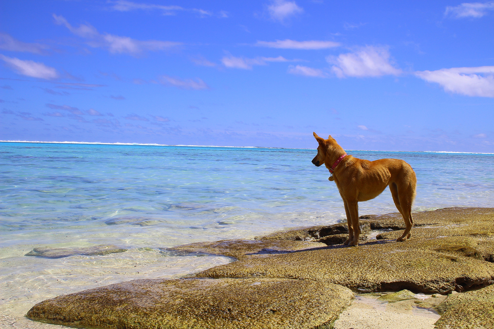 Canon EF-S 18-55mm F3.5-5.6 sample photo. A lucky dog photography