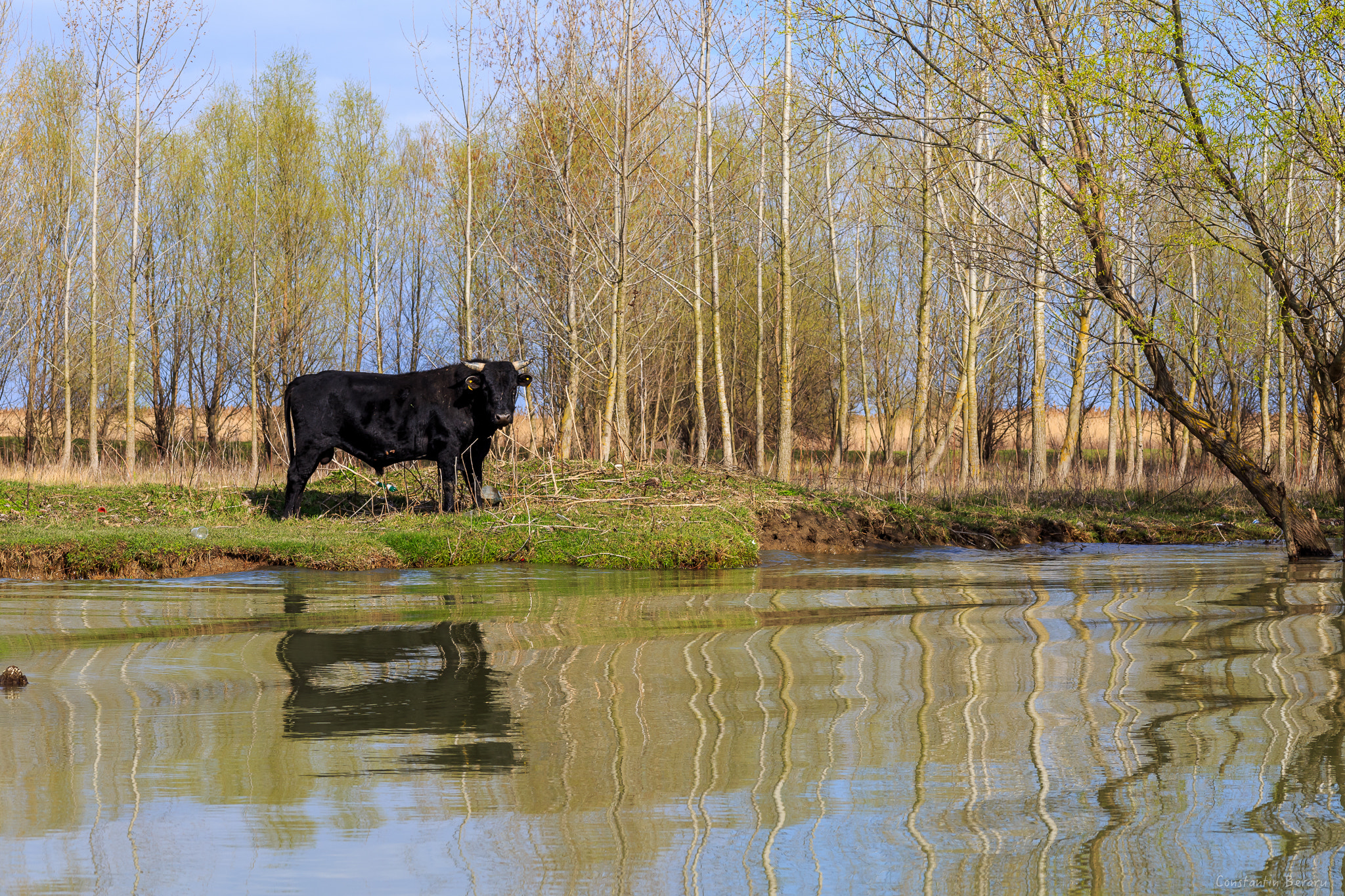 Canon EOS 6D + ZEISS Milvus 100mm F2 Macro sample photo. Danube delta - romania photography