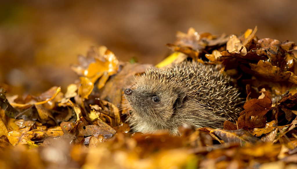 Mrs Tiggy-Winkle by Mark Bridger on 500px.com