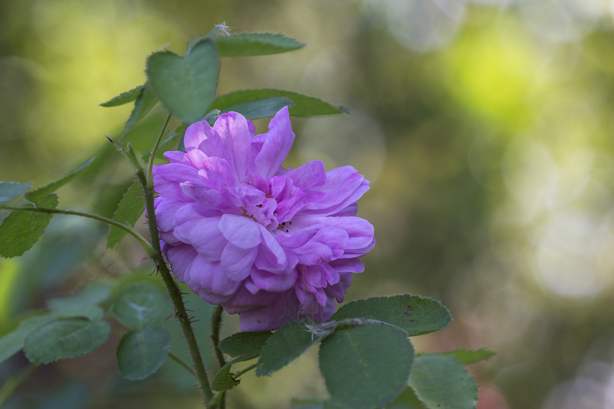 Sigma APO Macro 150mm f/2.8 EX DG HSM sample photo. Rose photography