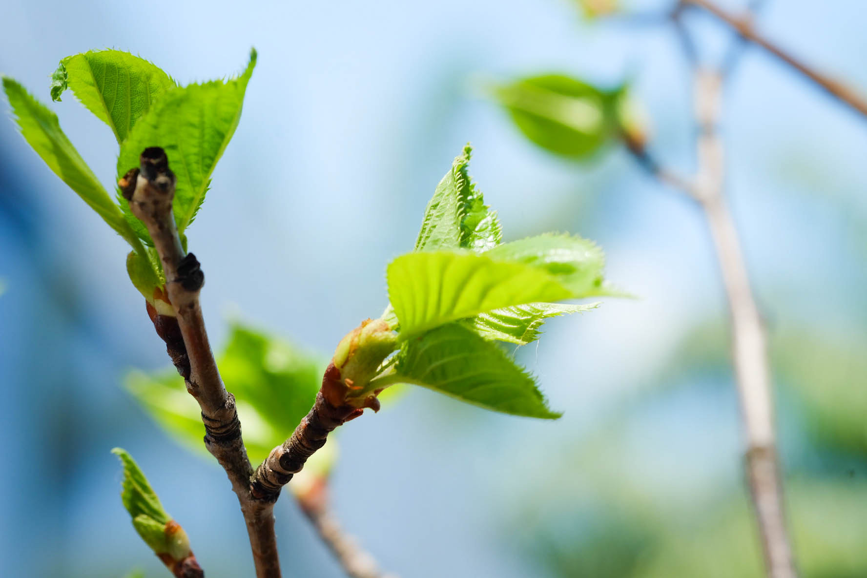 Fujifilm X-A1 + Fujifilm XF 60mm F2.4 R Macro sample photo. Cherry blossom leaves photography