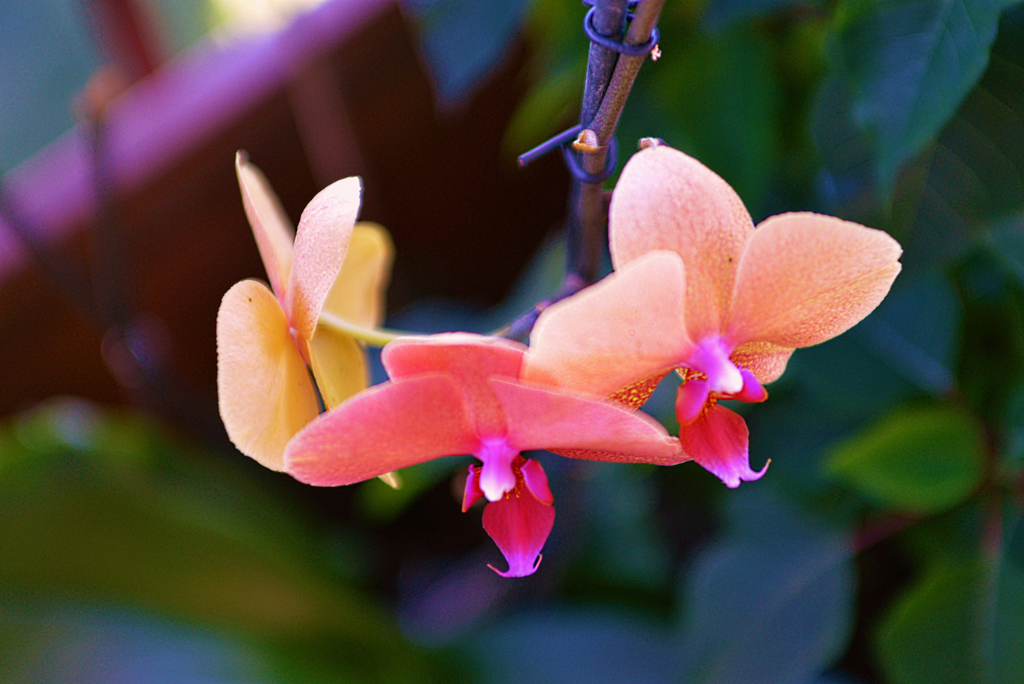Nikon D610 + Sigma 28-70mm F2.8 EX sample photo. Dsc_2525.jpg photography