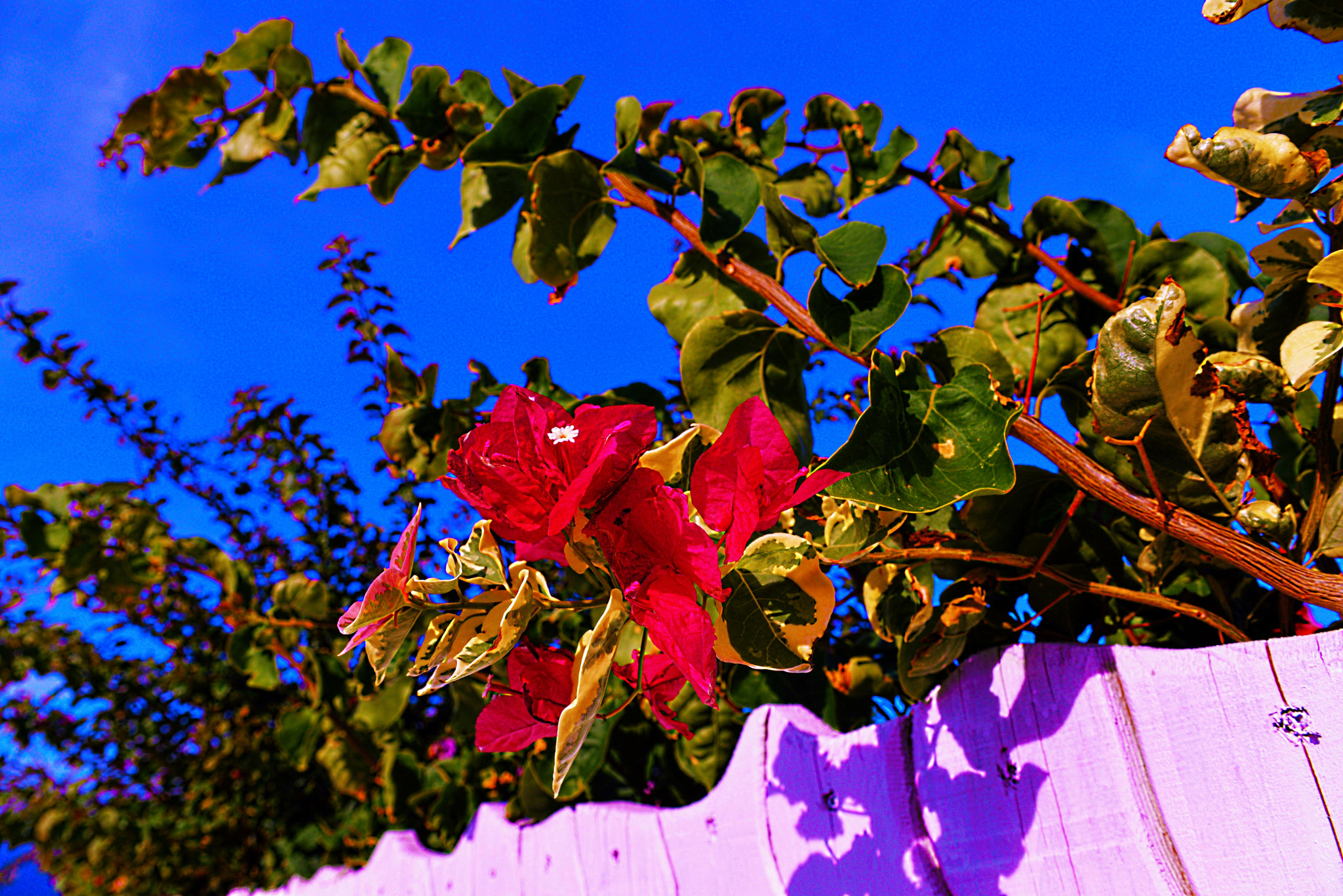 Nikon D610 + Sigma 28-70mm F2.8 EX sample photo. Dsc_2545.jpg photography