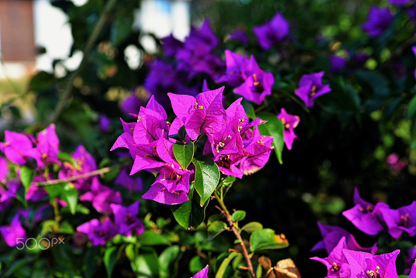Nikon D610 + Sigma 28-70mm F2.8 EX sample photo. Flowers in sardinia photography