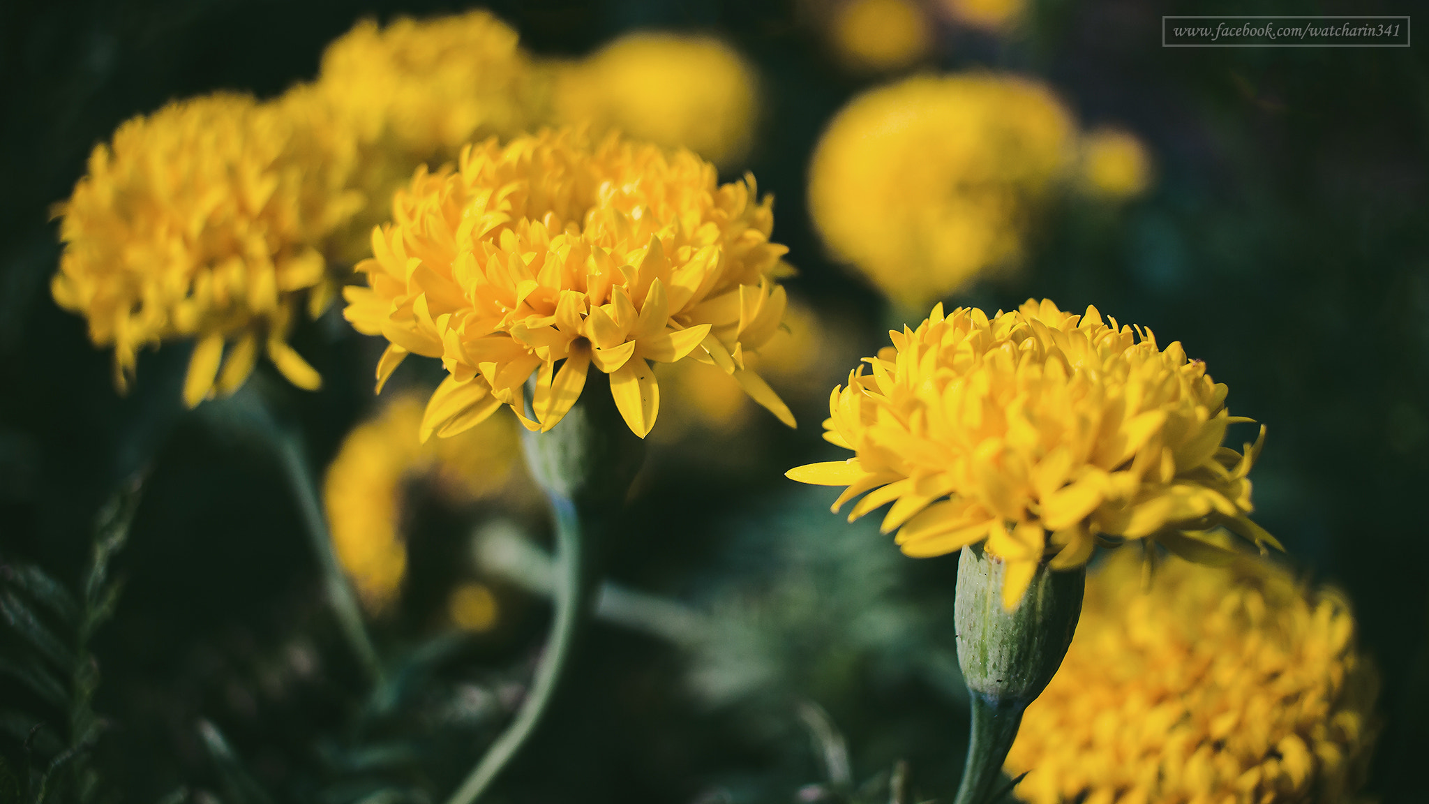 Canon EOS 600D (Rebel EOS T3i / EOS Kiss X5) sample photo. Marigold photography