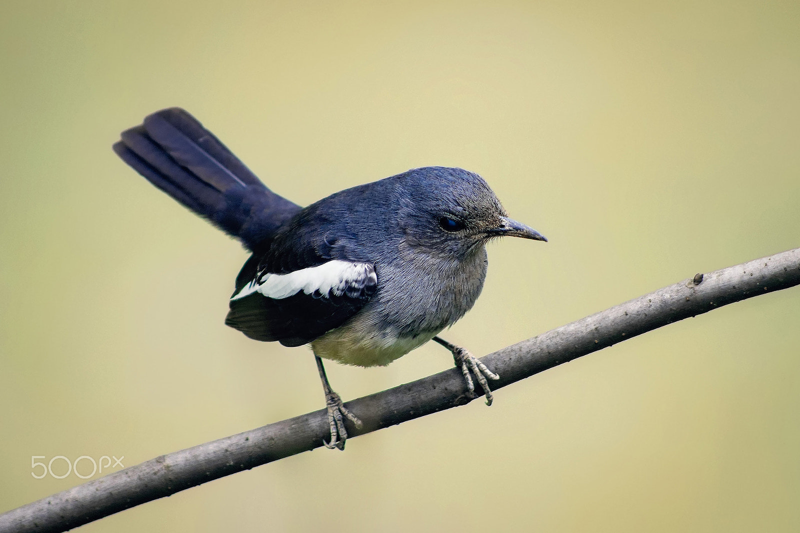 smc PENTAX-DA L 55-300mm F4-5.8 ED sample photo. Up its tail photography