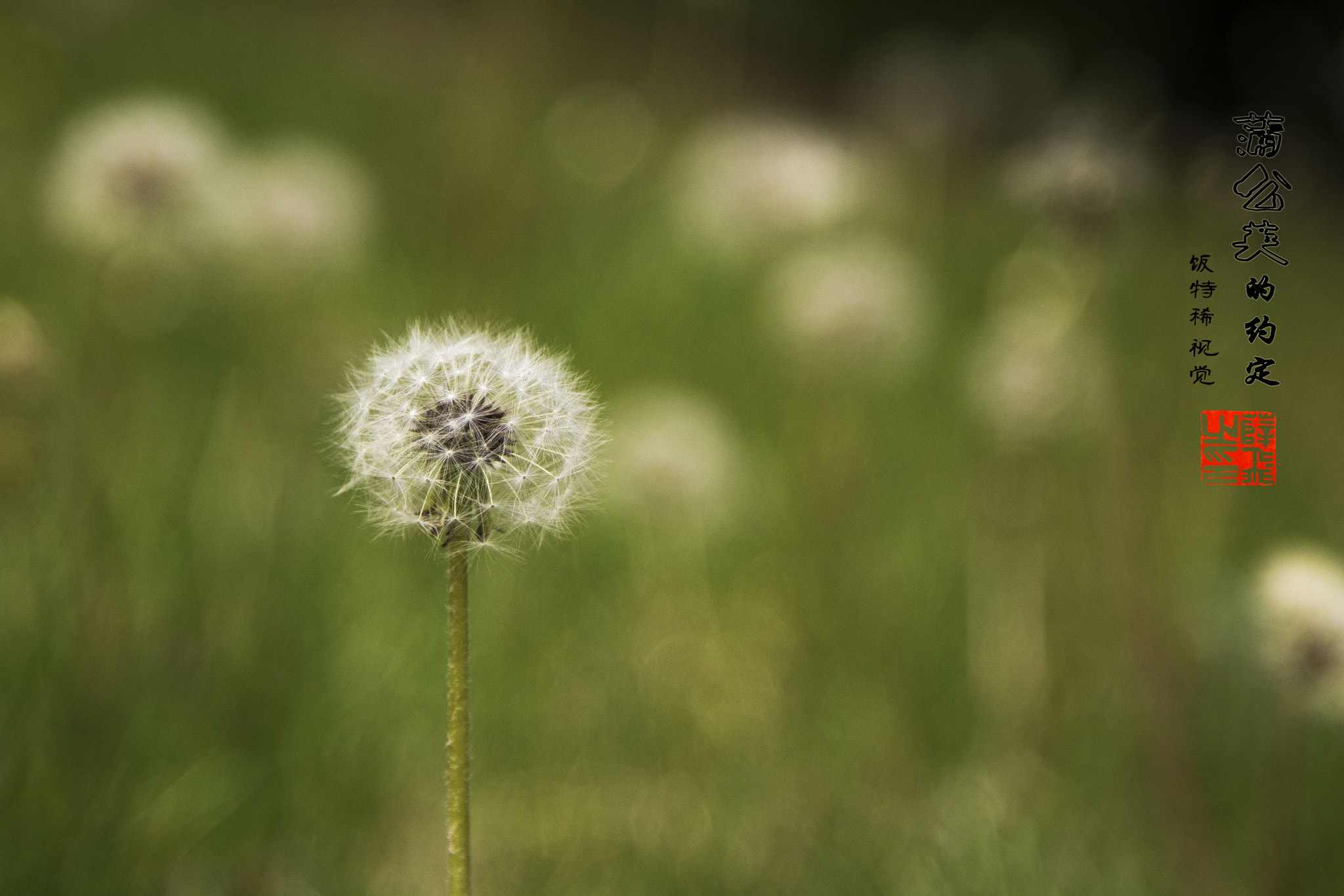 Canon EOS 760D (EOS Rebel T6s / EOS 8000D) + Canon EF 24-105mm F4L IS USM sample photo