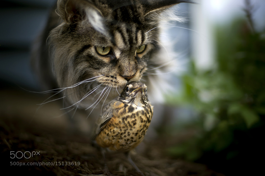 The Caretaker by Brooke Pennington
