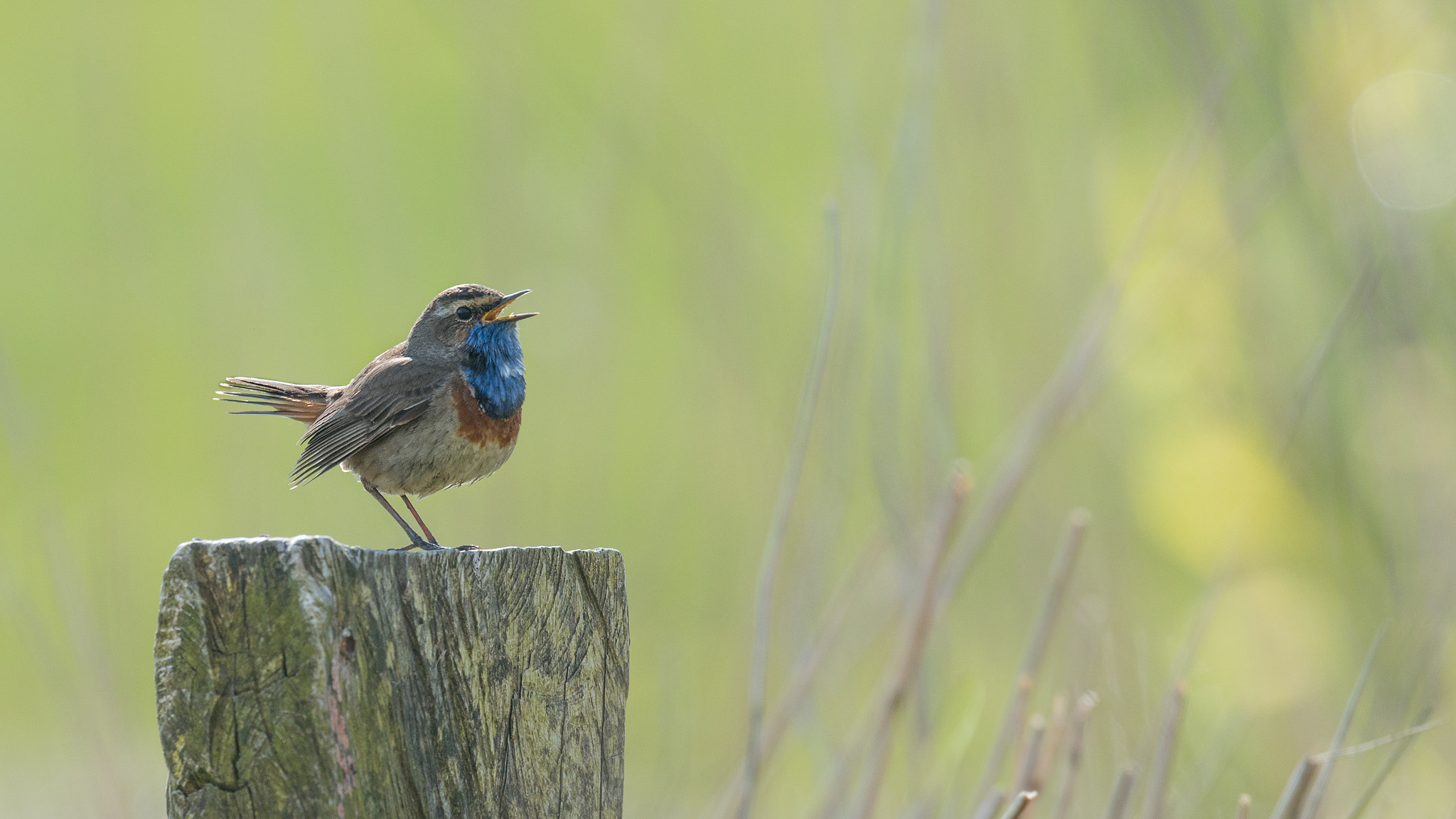 Nikon D800 + Nikon AF-S Nikkor 500mm F4G ED VR sample photo. Blaukehlchen photography