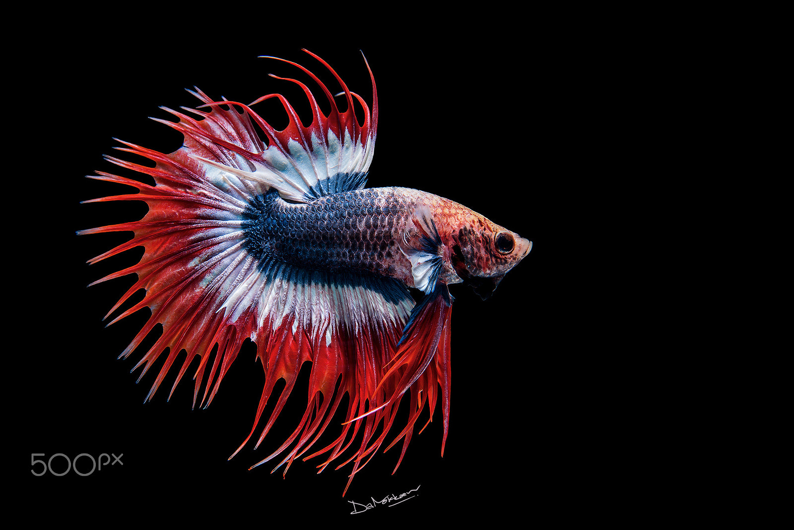 Nikon AF-S Micro-Nikkor 60mm F2.8G ED sample photo. Betta photography