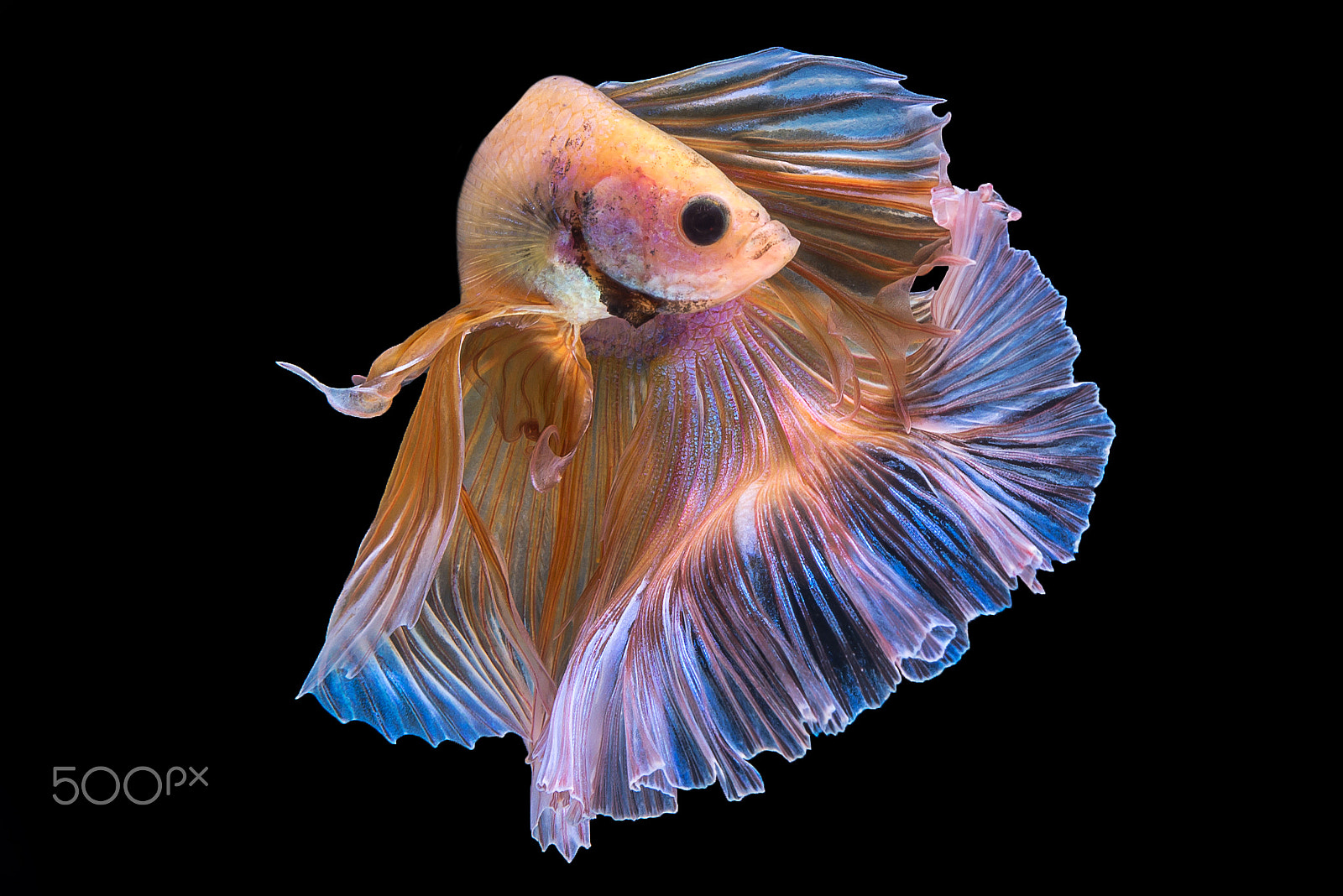 Nikon AF-S Micro-Nikkor 60mm F2.8G ED sample photo. Betta fish photography