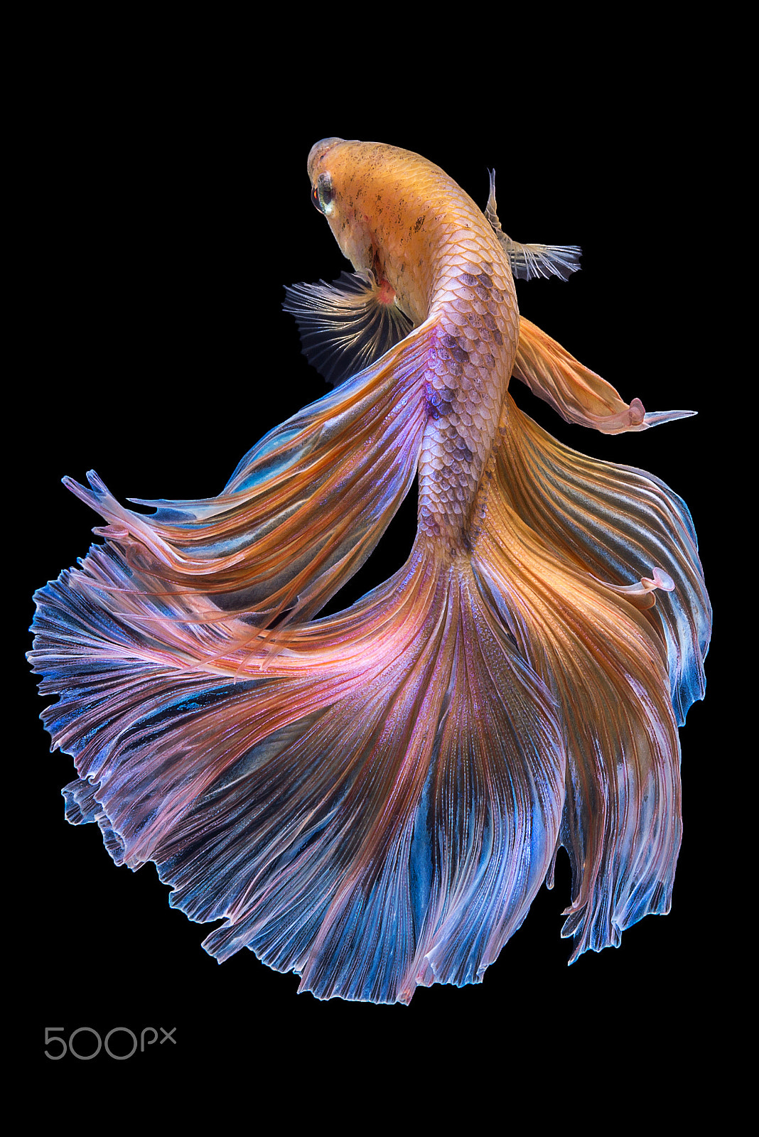Nikon AF-S Micro-Nikkor 60mm F2.8G ED sample photo. Yellow betta  fish photography