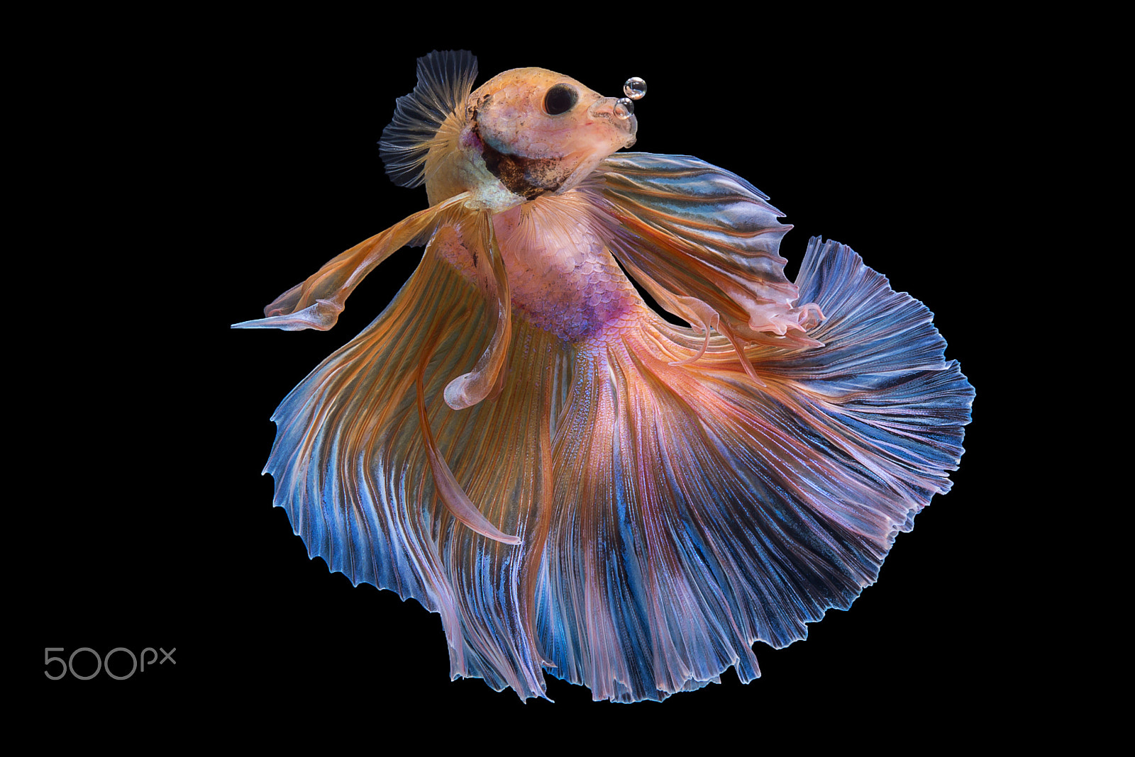 Nikon AF-S Micro-Nikkor 60mm F2.8G ED sample photo. Halfmoon yellow betta fish photography