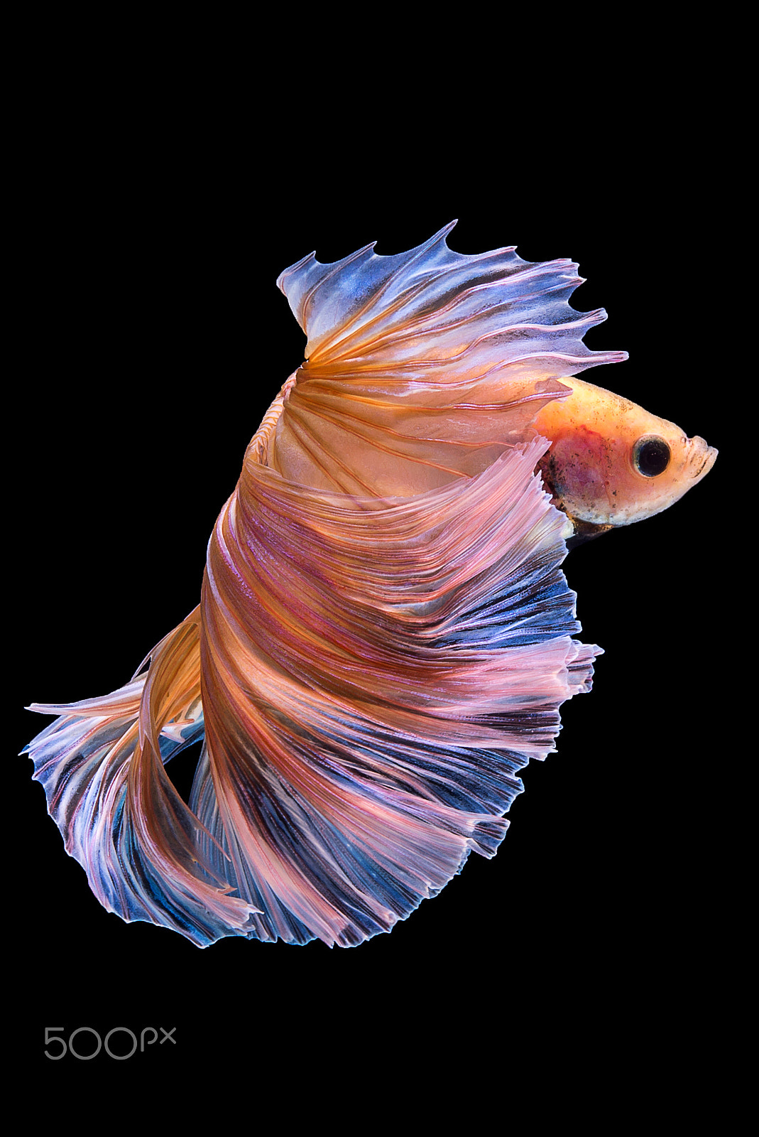 Nikon AF-S Micro-Nikkor 60mm F2.8G ED sample photo. Halfmoon yellow betta fish photography