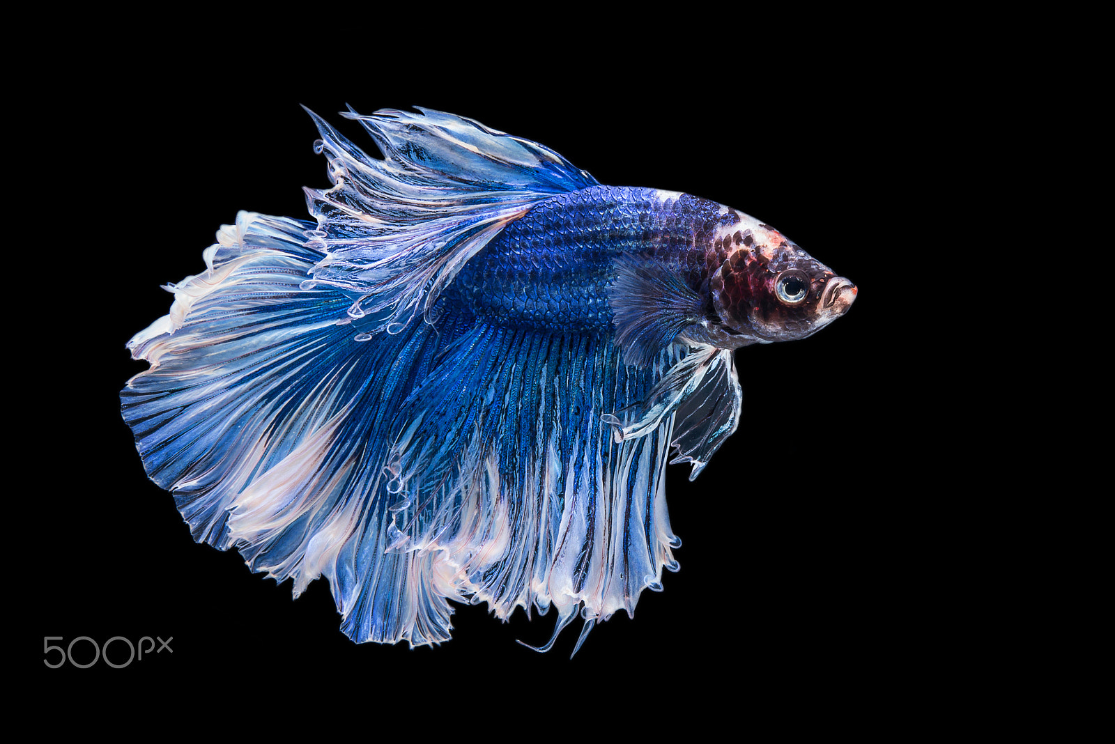 Nikon AF-S Micro-Nikkor 60mm F2.8G ED sample photo. Halfmoon betta fish photography