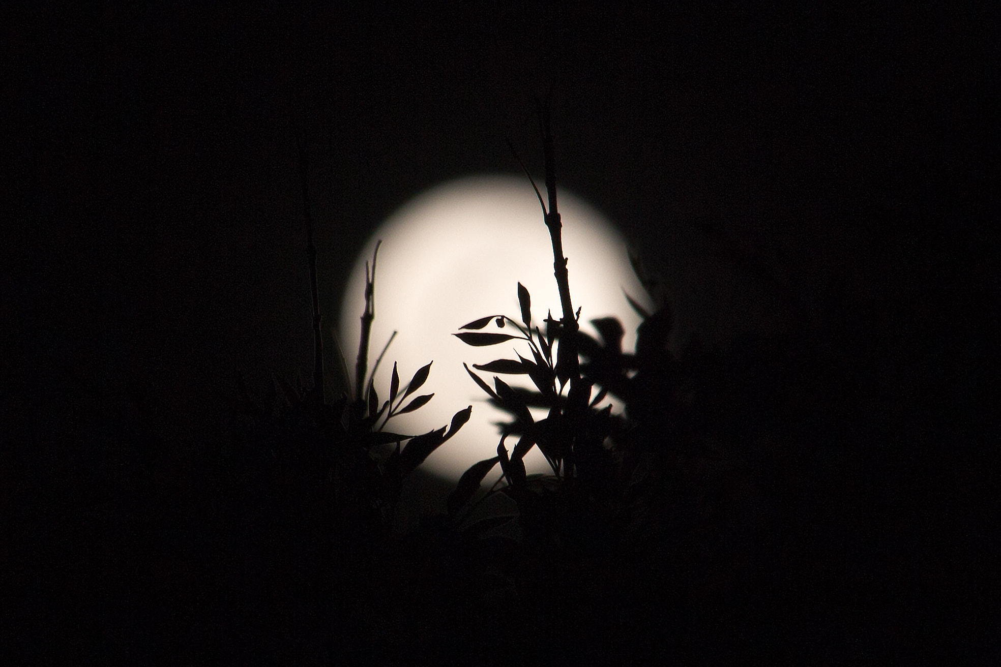 Canon EOS 700D (EOS Rebel T5i / EOS Kiss X7i) + Canon EF-S 55-250mm F4-5.6 IS STM sample photo. Full moon & plant photography