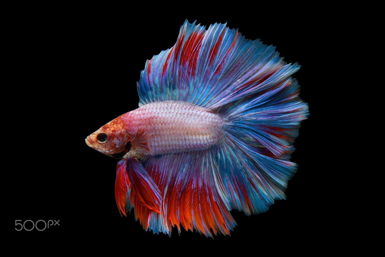 Nikon AF-S Micro-Nikkor 60mm F2.8G ED sample photo. Halfmoon  betta fish photography