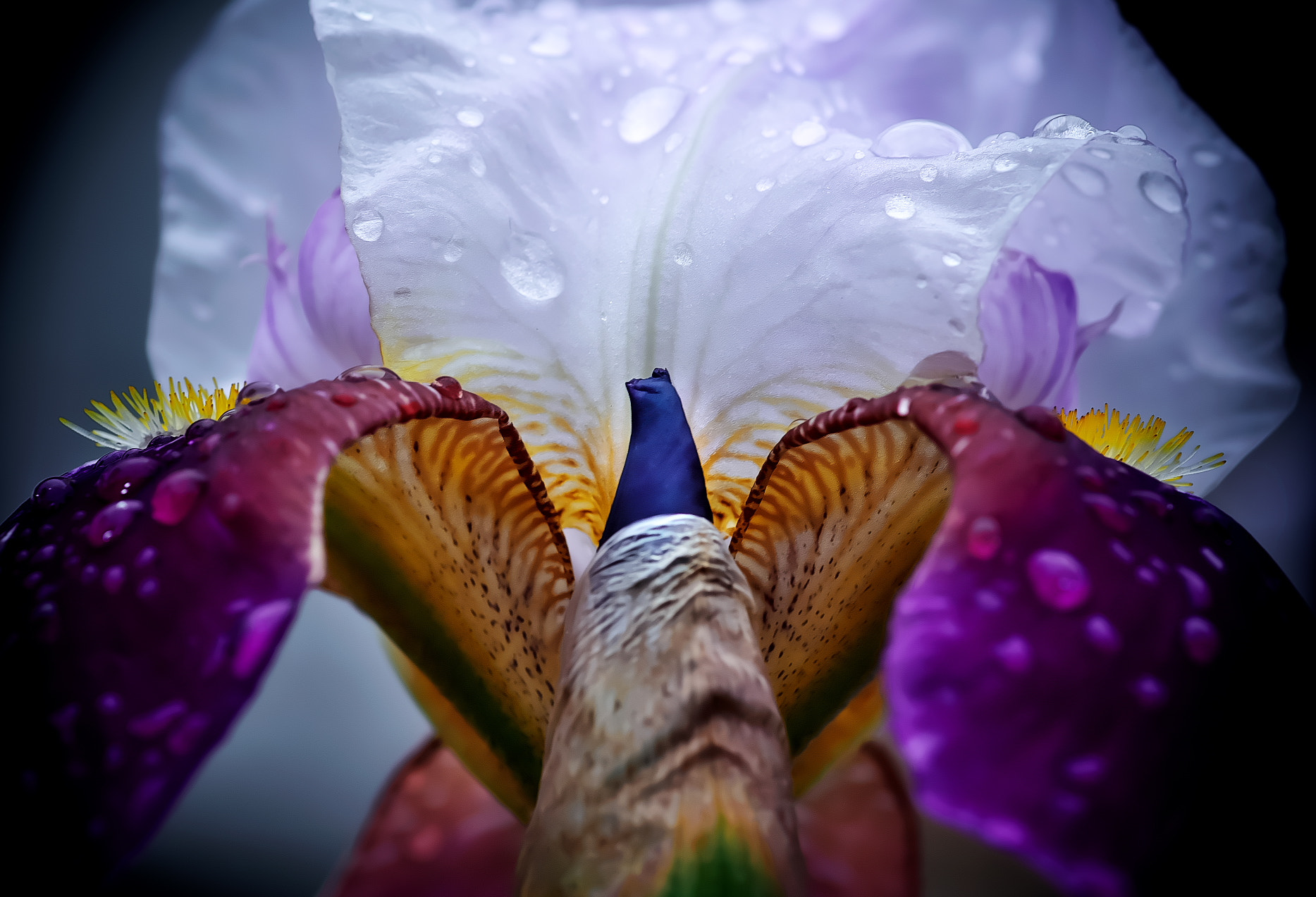 Pentax smc D-FA 100mm F2.8 Macro WR sample photo. Iris photography