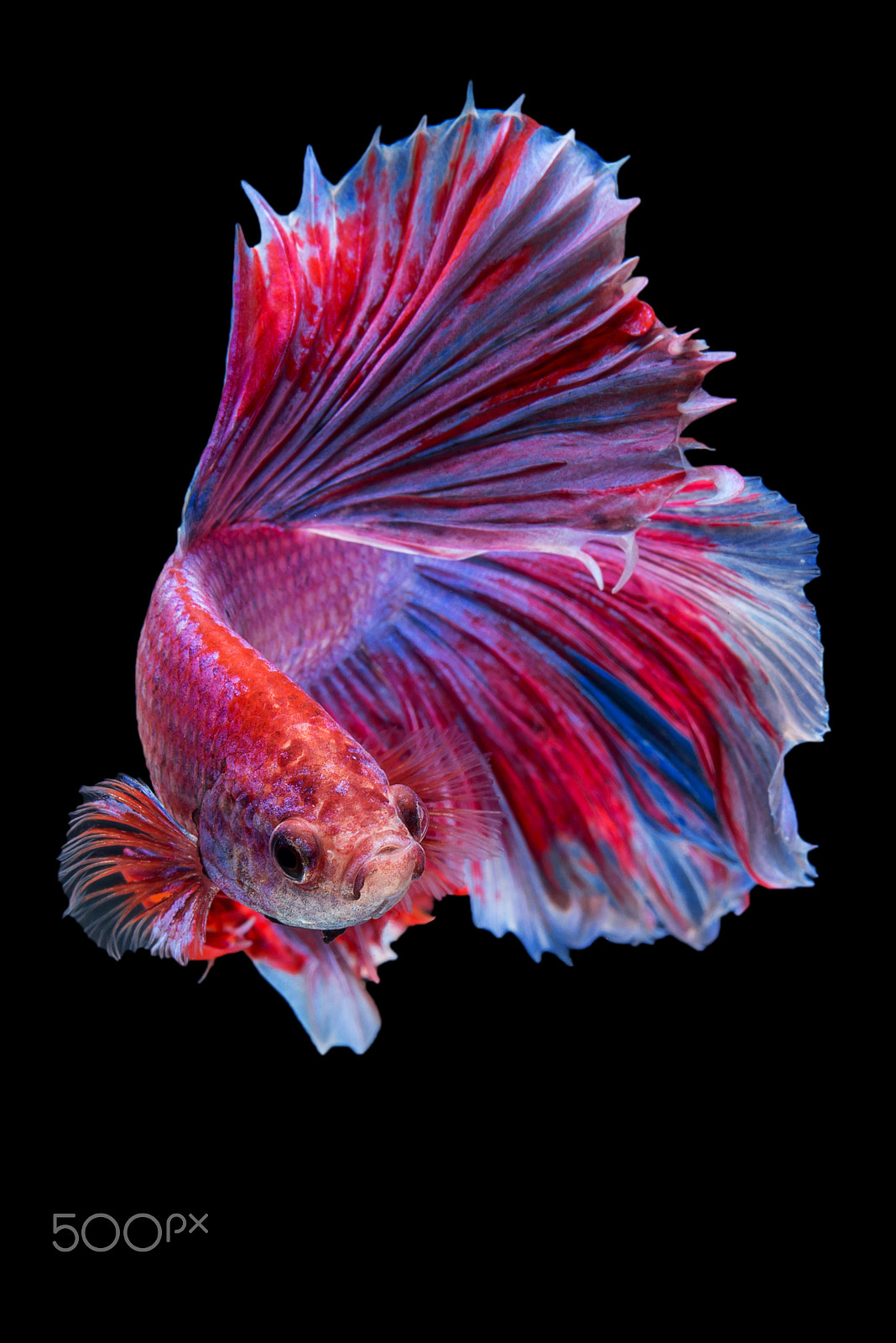 Nikon AF-S Micro-Nikkor 60mm F2.8G ED sample photo. Halfmoon betta fish photography