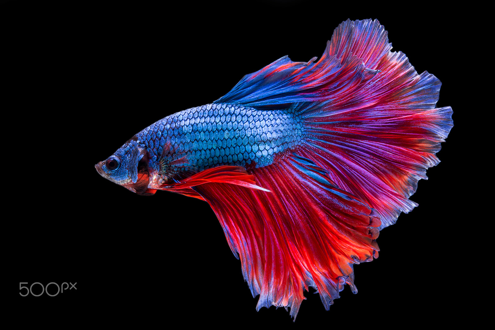 Nikon AF-S Micro-Nikkor 60mm F2.8G ED sample photo. Halfmoon betta fish photography