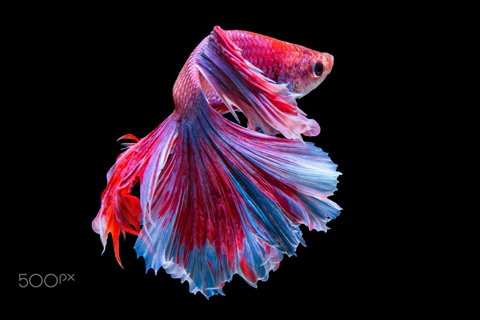 Nikon AF-S Micro-Nikkor 60mm F2.8G ED sample photo. Halfmoon betta fish photography