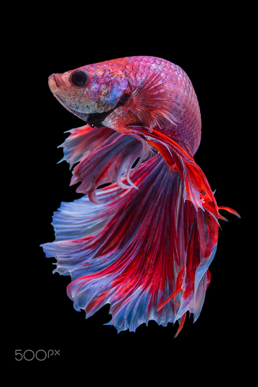 Nikon AF-S Micro-Nikkor 60mm F2.8G ED sample photo. Halfmoon betta fish photography