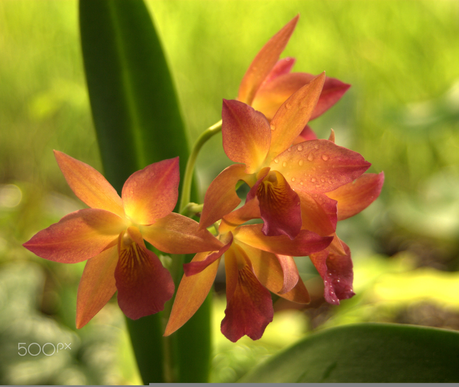 Sigma 28-90mm F3.5-5.6 Macro sample photo. Yellow and orange orchid photography