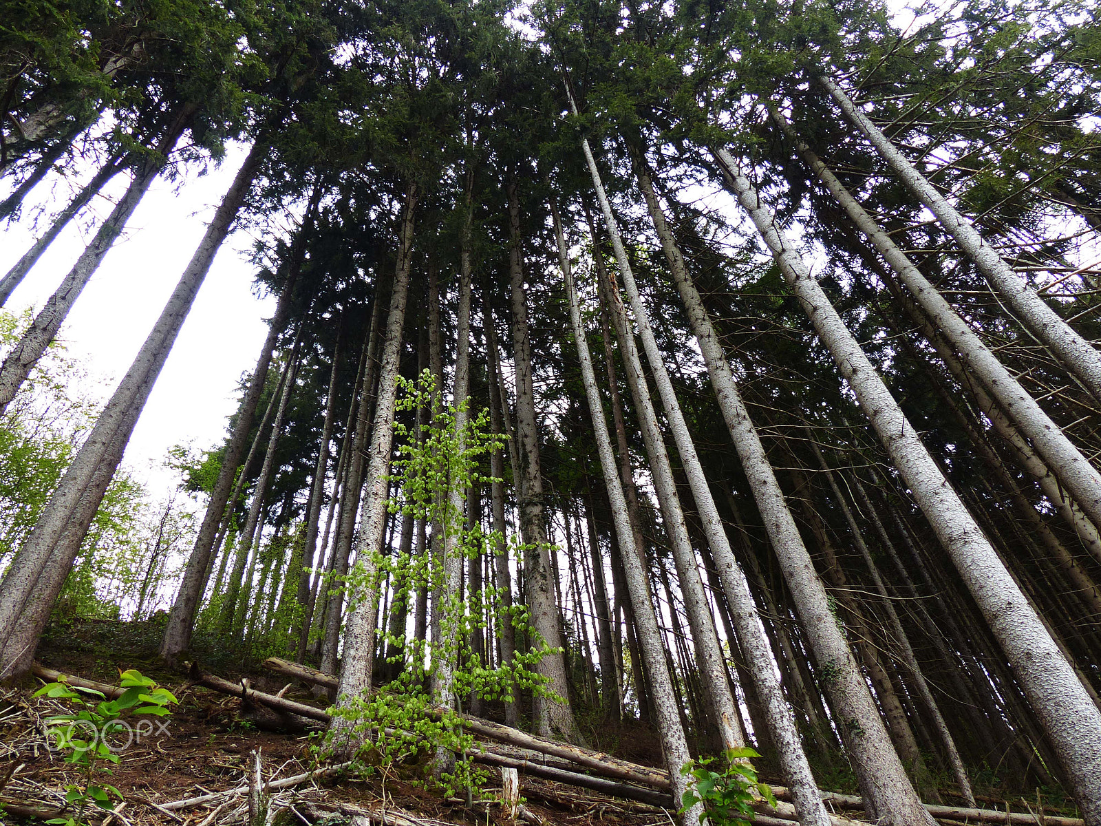 Leica V-Lux 4 sample photo. Alpine forest photography