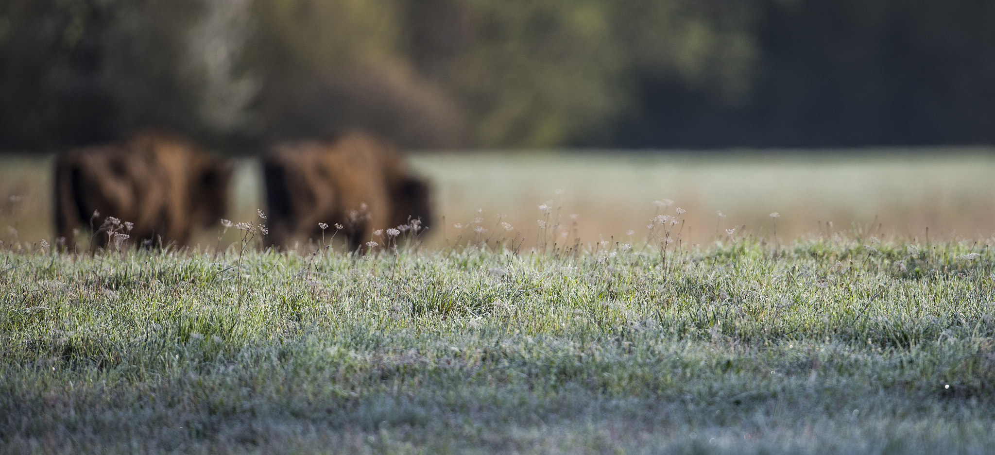 Nikon D610 + Nikon AF-S Nikkor 500mm F4G ED VR sample photo. Bison and frost photography