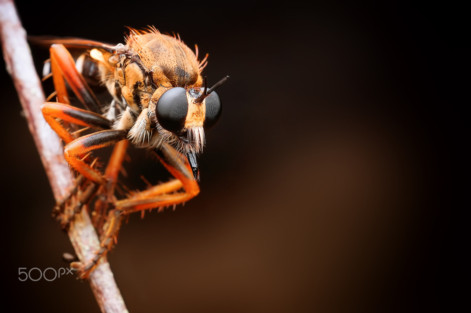 Sony SLT-A65 (SLT-A65V) + MACRO 50mm F2.8 sample photo. Robber fly photography