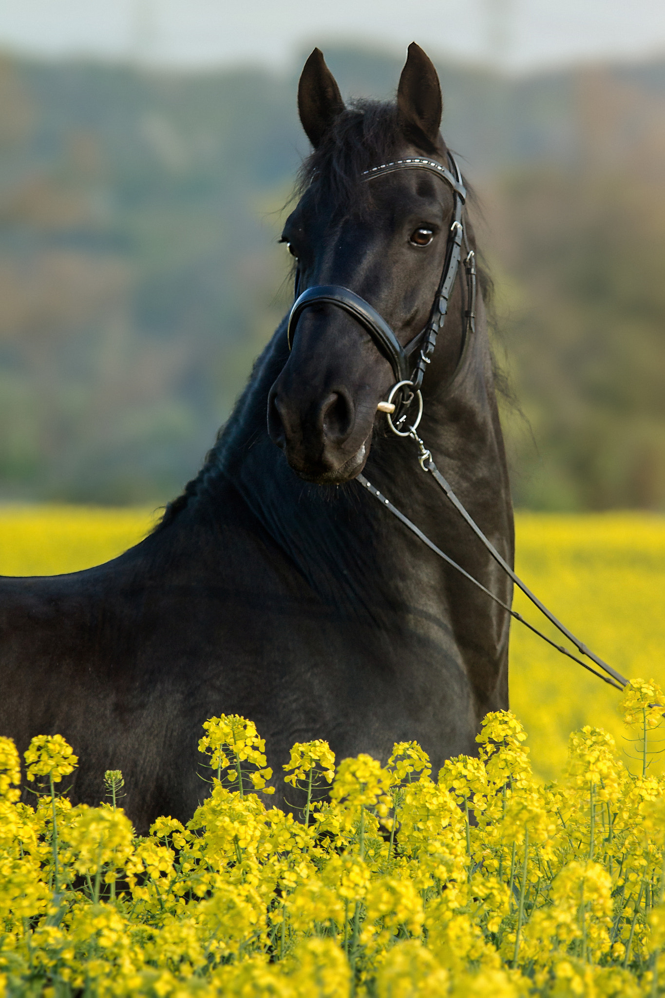 Sigma 70-200mm F2.8 EX DG OS HSM sample photo. Durk photography