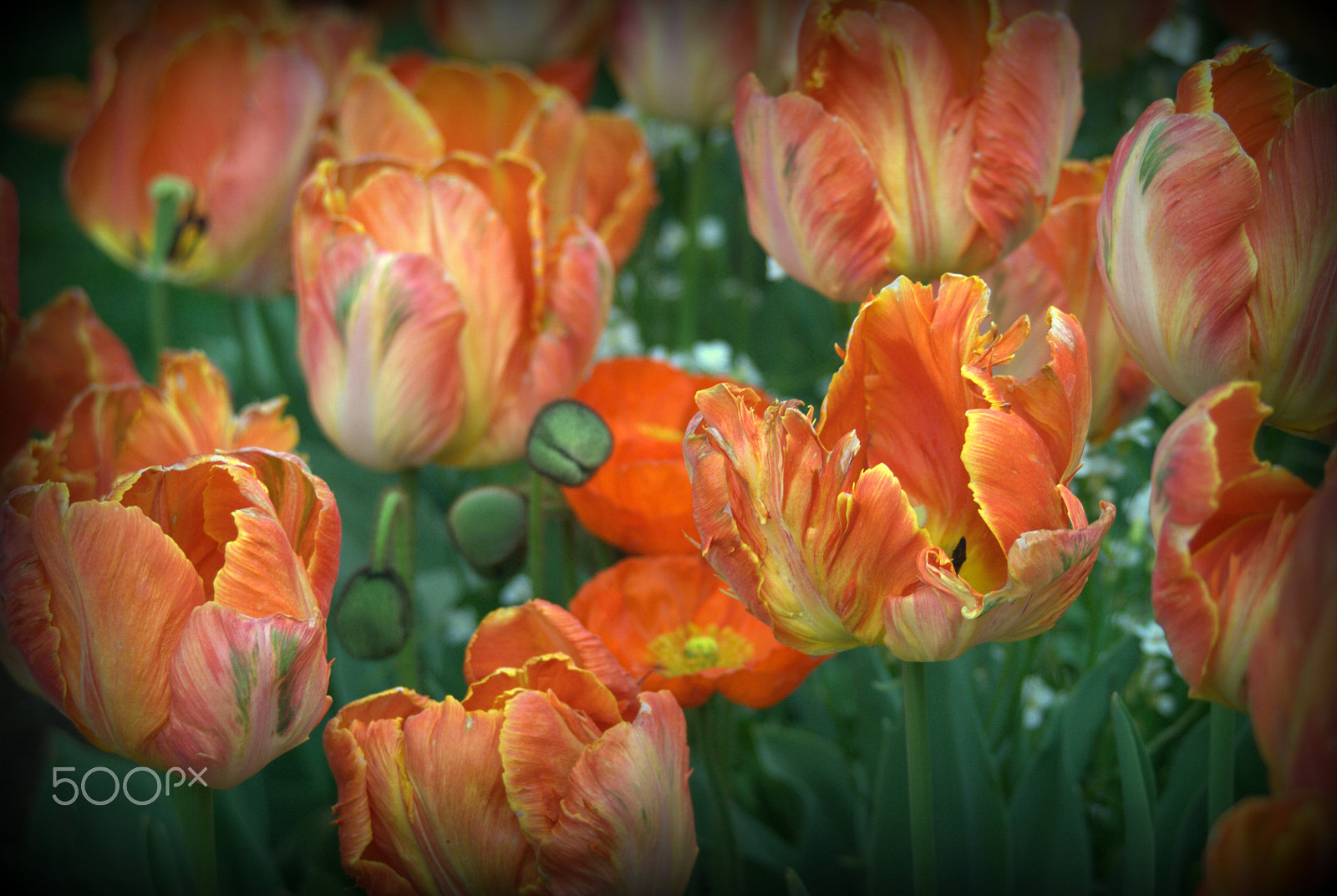 Sigma 28-90mm F3.5-5.6 Macro sample photo. Orange tulips and poppies photography