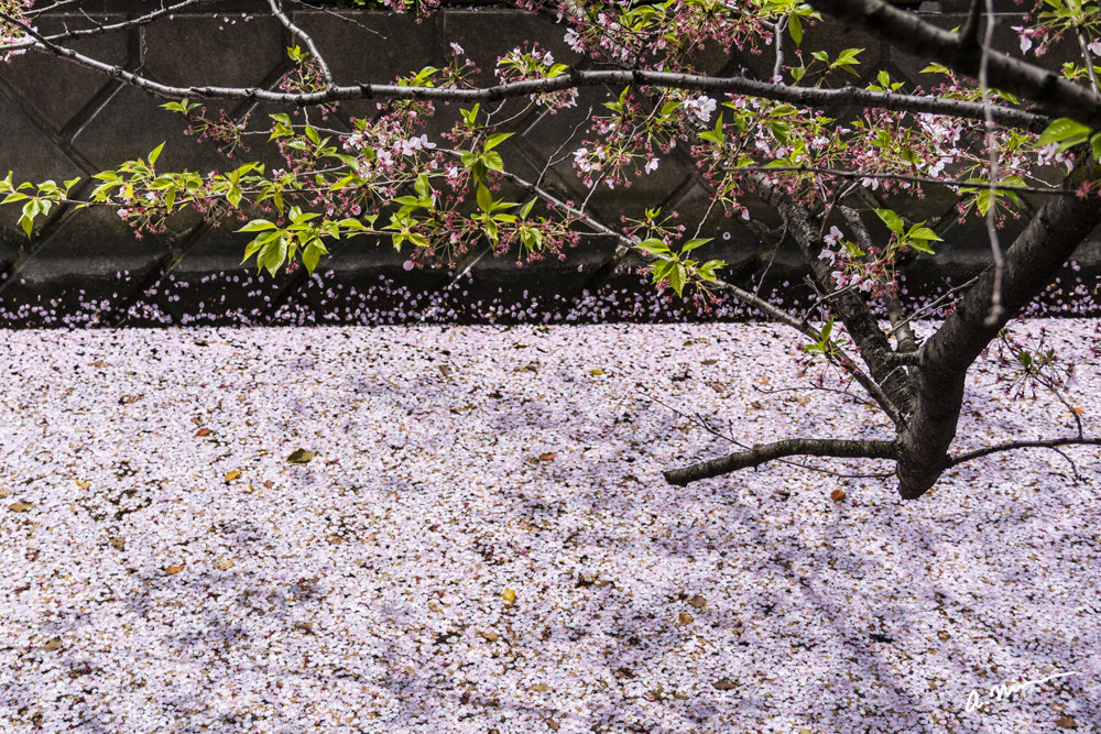 Canon EOS M3 sample photo. The end of spring photography