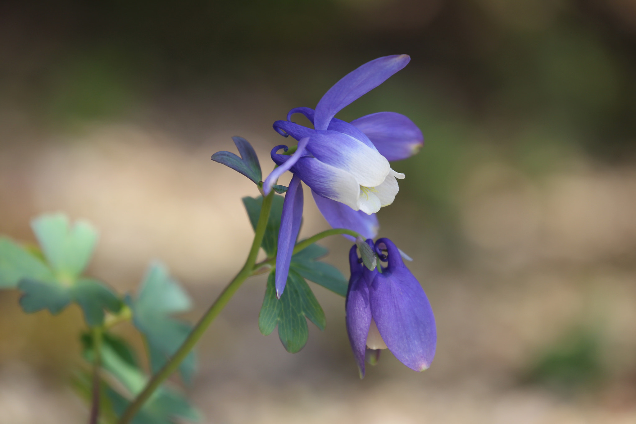 Canon EF 70-300mm F4-5.6L IS USM sample photo. Buds of flowers blooming in wetlands photography