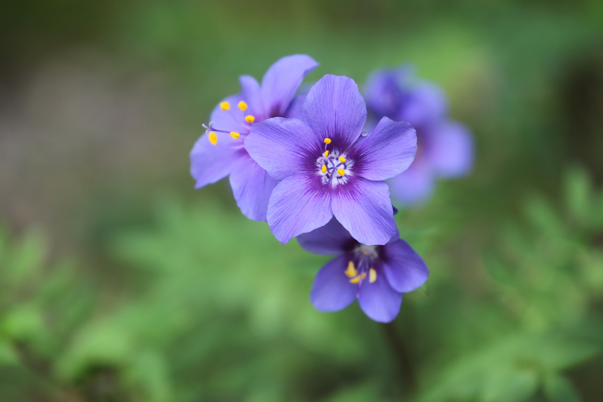 Canon EF 70-300mm F4-5.6L IS USM sample photo. Buds of flowers blooming in wetlands photography