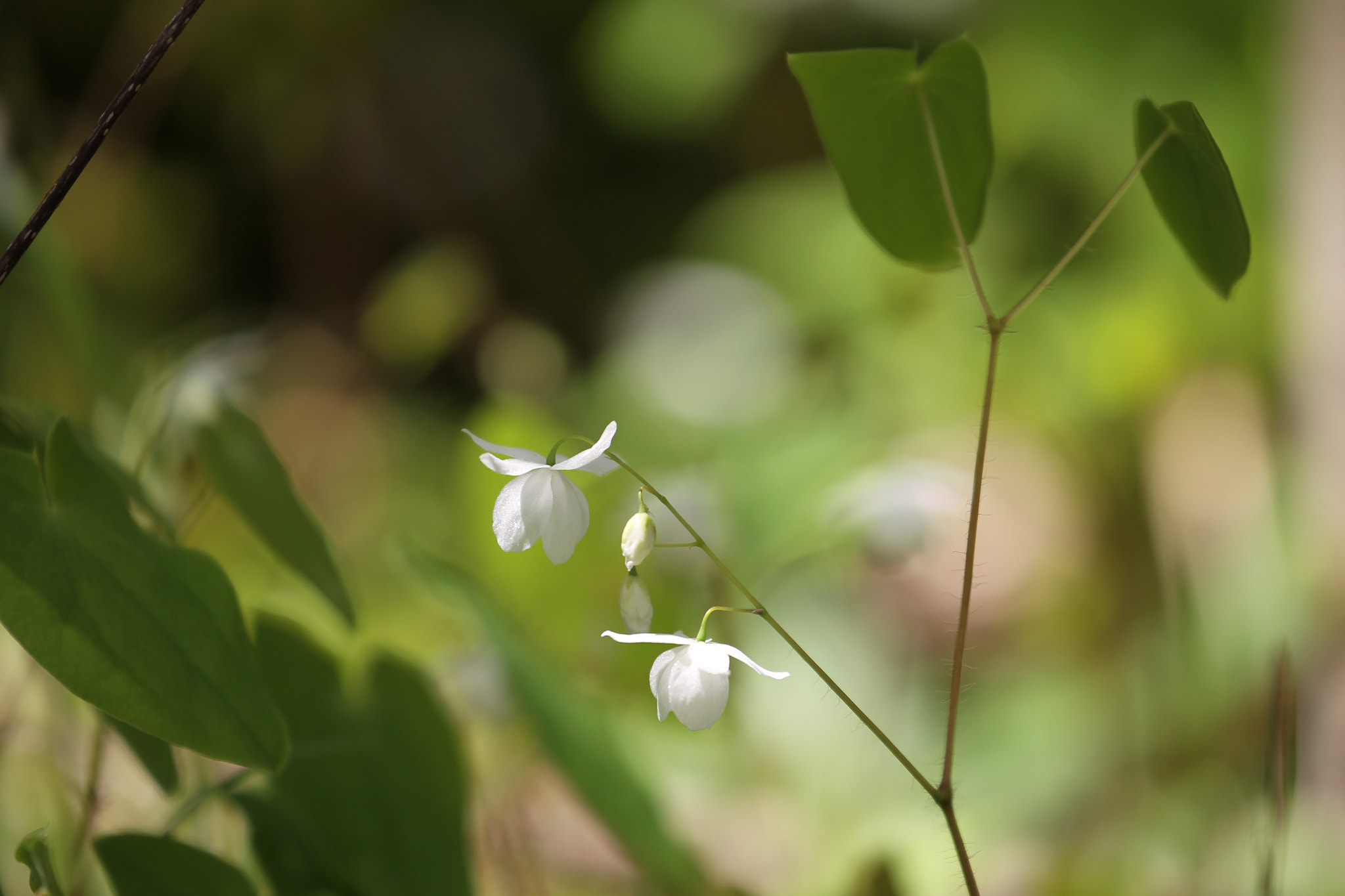 Canon EF 70-300mm F4-5.6L IS USM sample photo. Buds of flowers blooming in wetlands photography