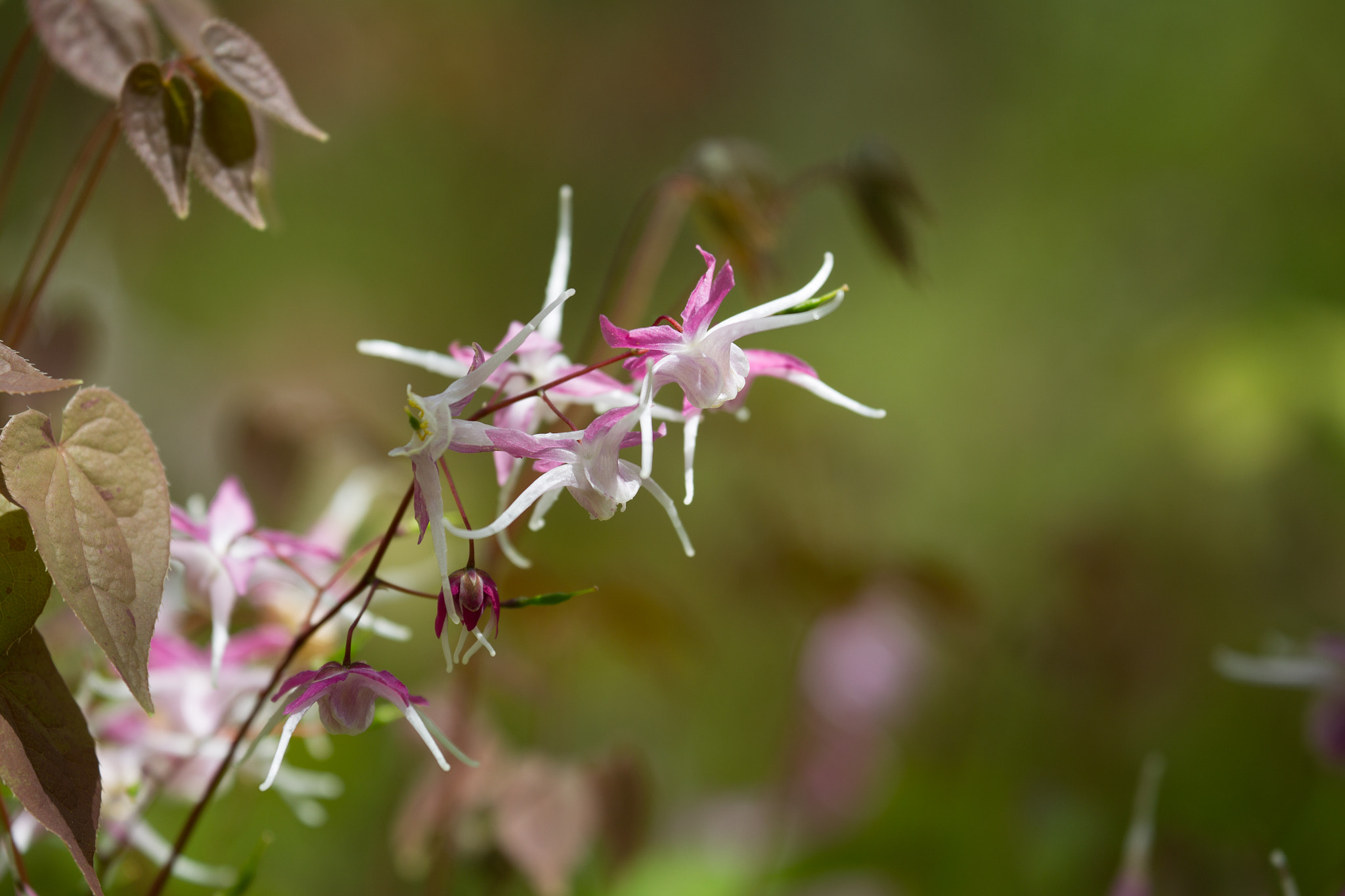 Canon EF 70-300mm F4-5.6L IS USM sample photo. Buds of flowers blooming in wetlands photography