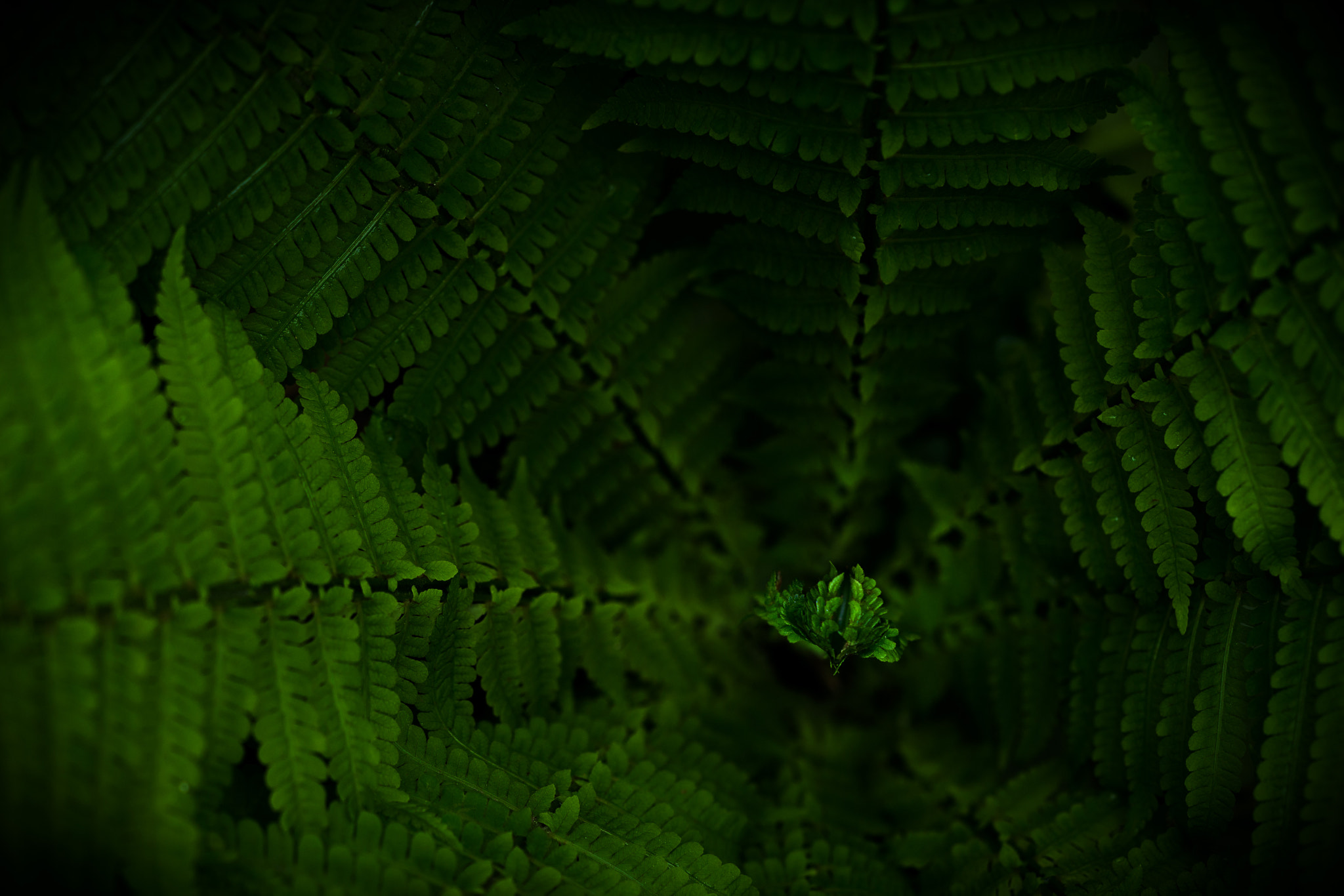 Sigma 150mm F2.8 EX DG Macro HSM sample photo. Polypodióphyta photography