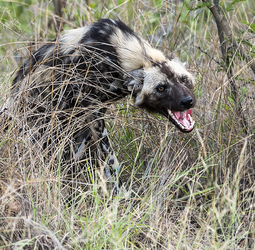 Nikon D4 sample photo. African wild dog (lycaon pictus) photography