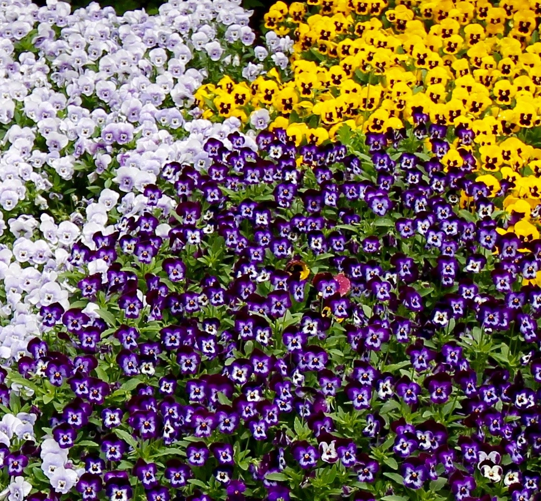 Canon EF-S 10-18mm F4.5–5.6 IS STM sample photo. Like butterflies photography
