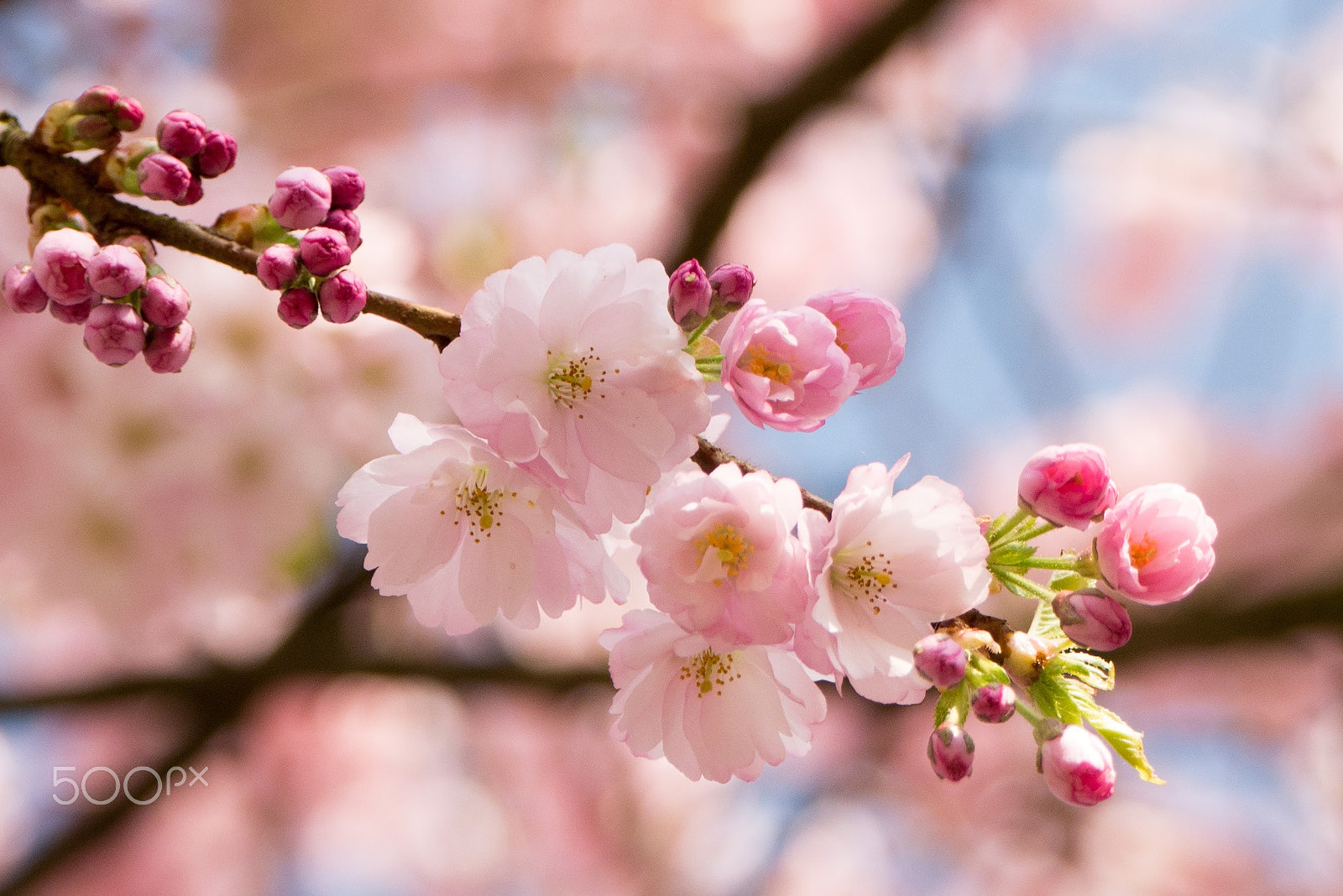 LUMIX G VARIO 45-150/F4.0-5.6 sample photo. Cherry blossom photography