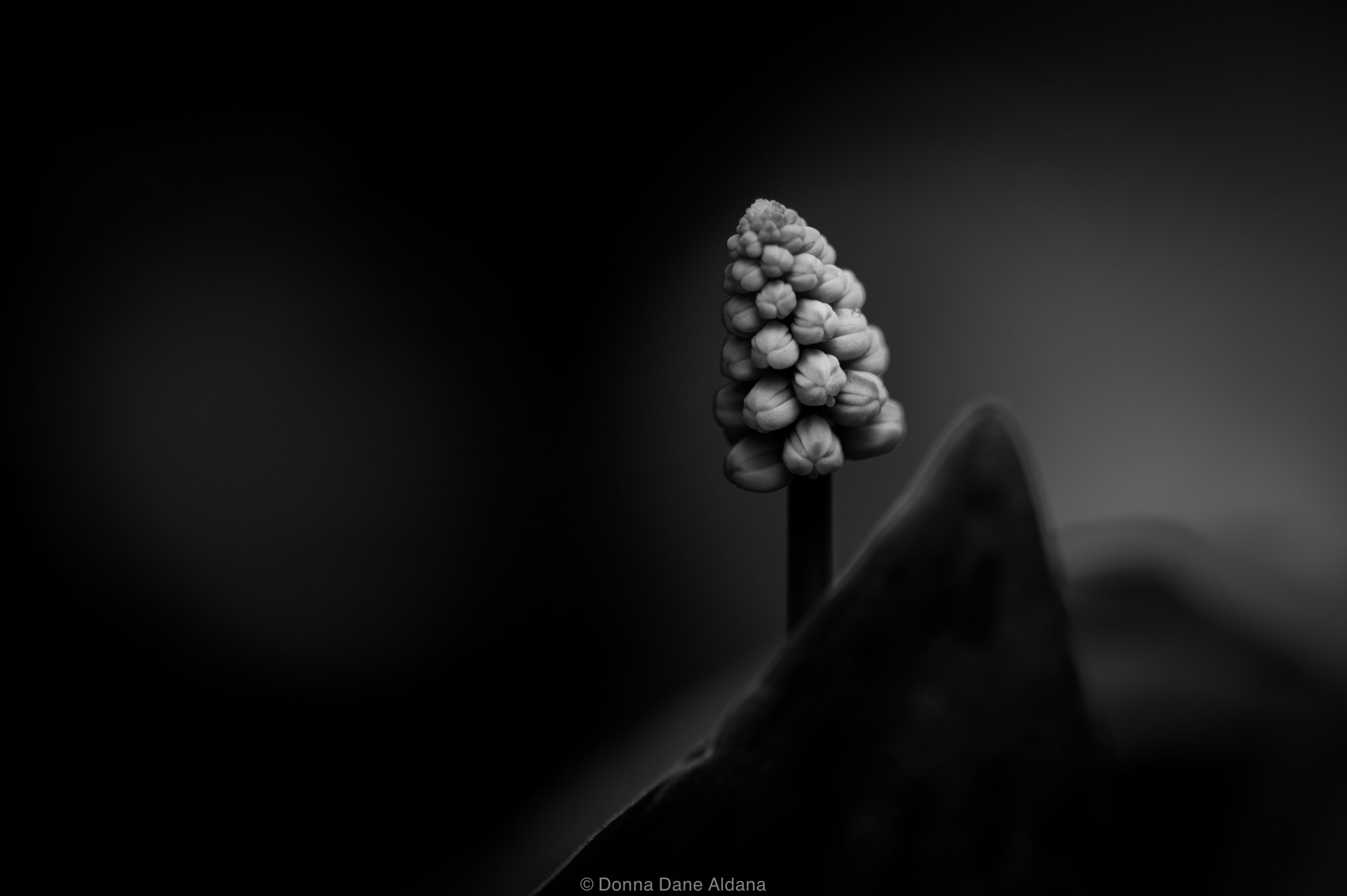 Nikon Df sample photo. Little tree photography