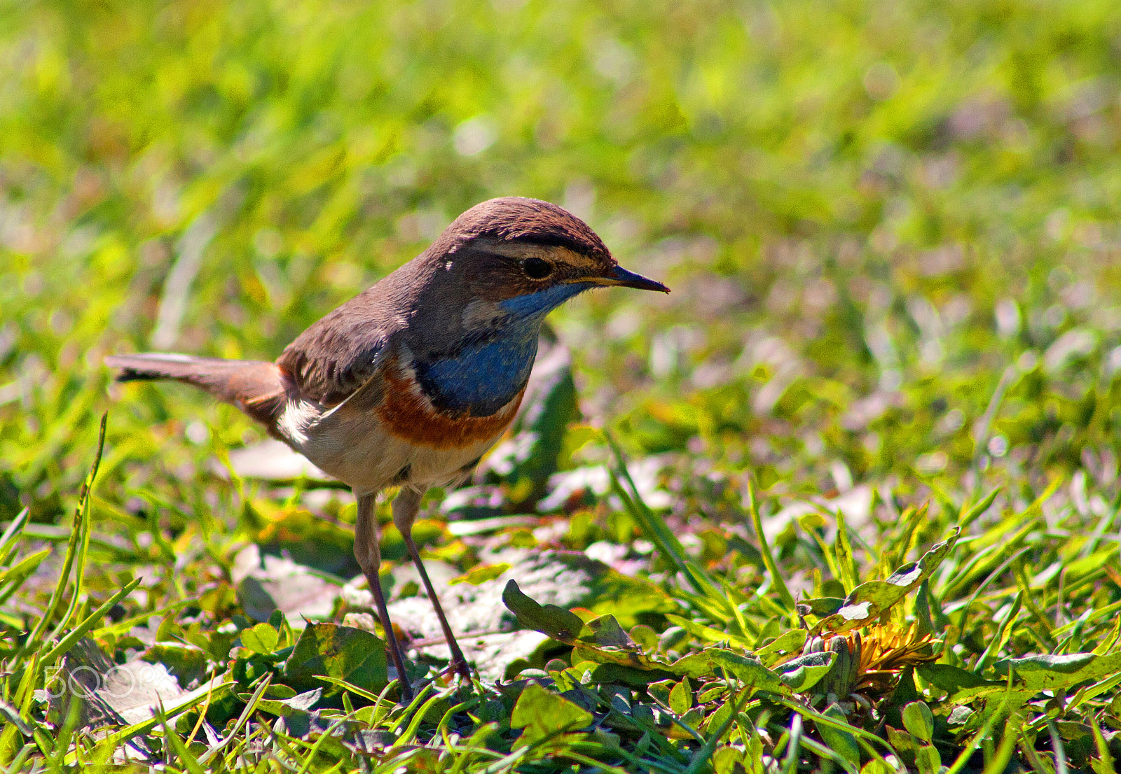 Canon EF 75-300mm f/4-5.6 USM sample photo. The bluethroat photography