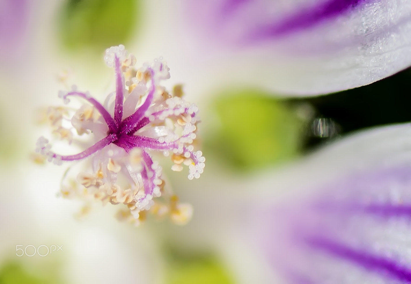 Nikon D3100 + Tamron SP 90mm F2.8 Di VC USD 1:1 Macro sample photo. Spring! photography