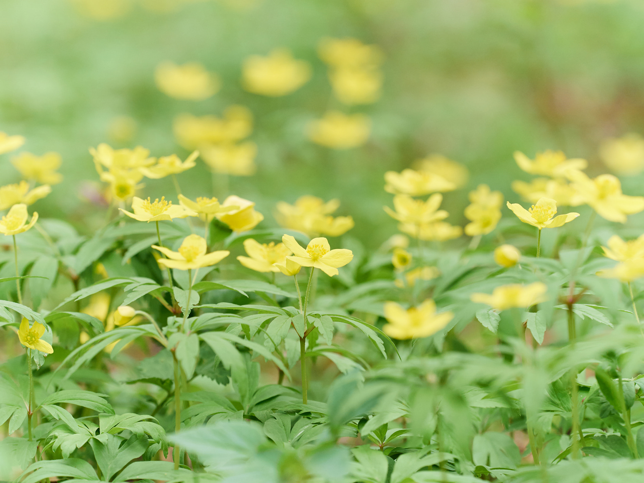 Olympus OM-D E-M5 + Olympus M.Zuiko Digital ED 40-150mm F2.8 Pro sample photo. Flower yellow buttercup . photography