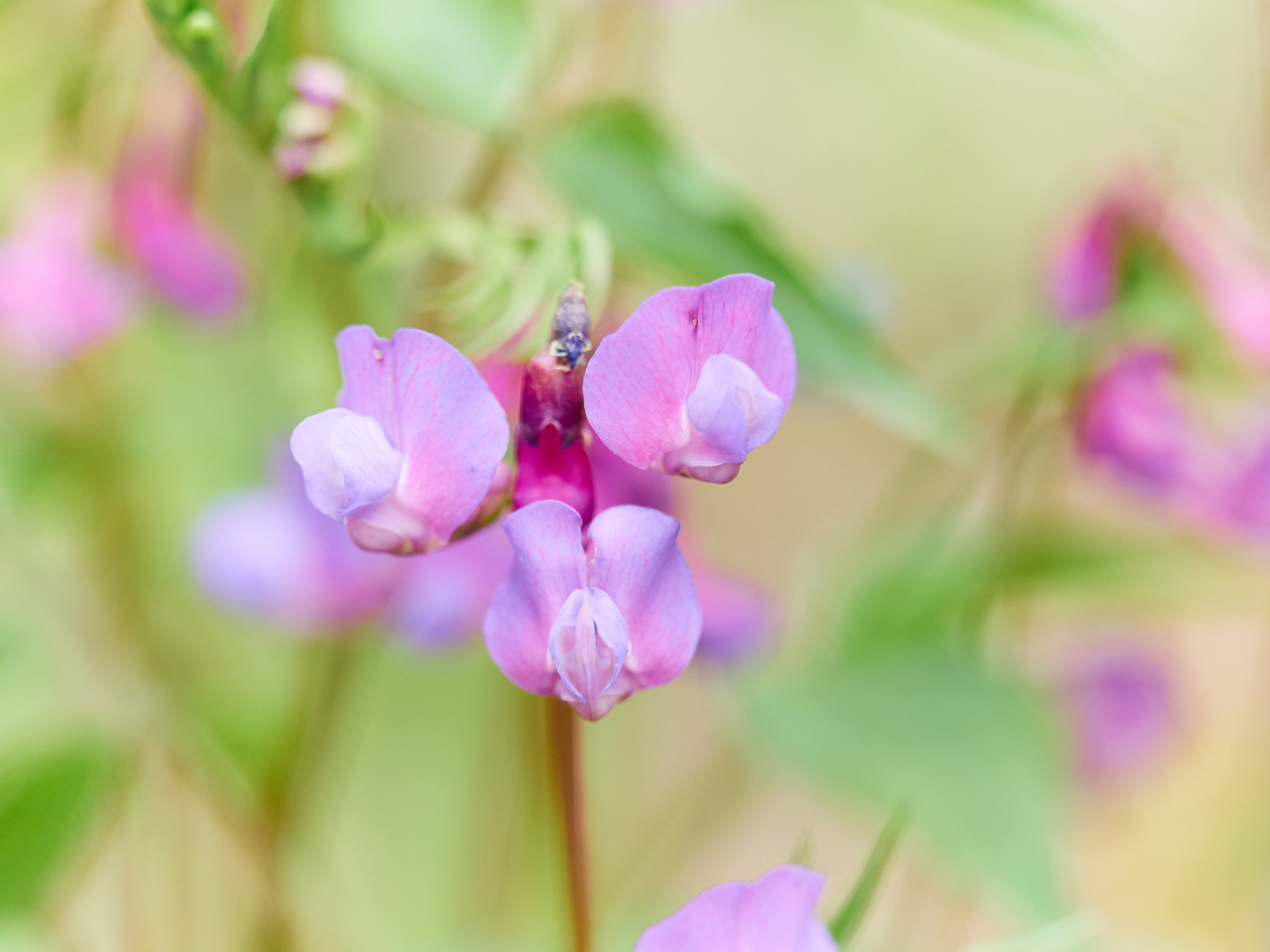 Olympus OM-D E-M5 + Olympus M.Zuiko Digital ED 40-150mm F2.8 Pro sample photo. Flower ononis  in a forest photography